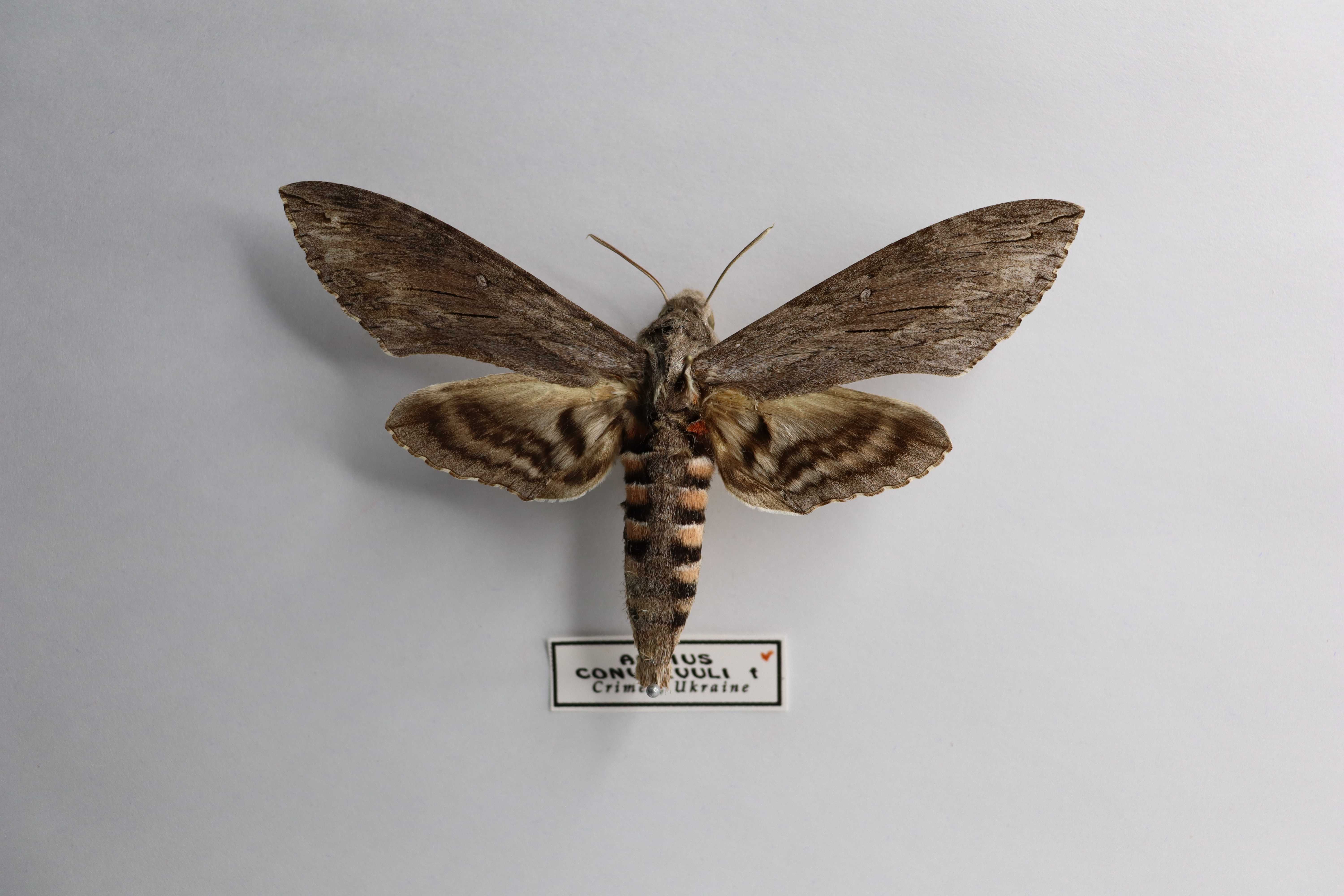 Agrius convolvuli
