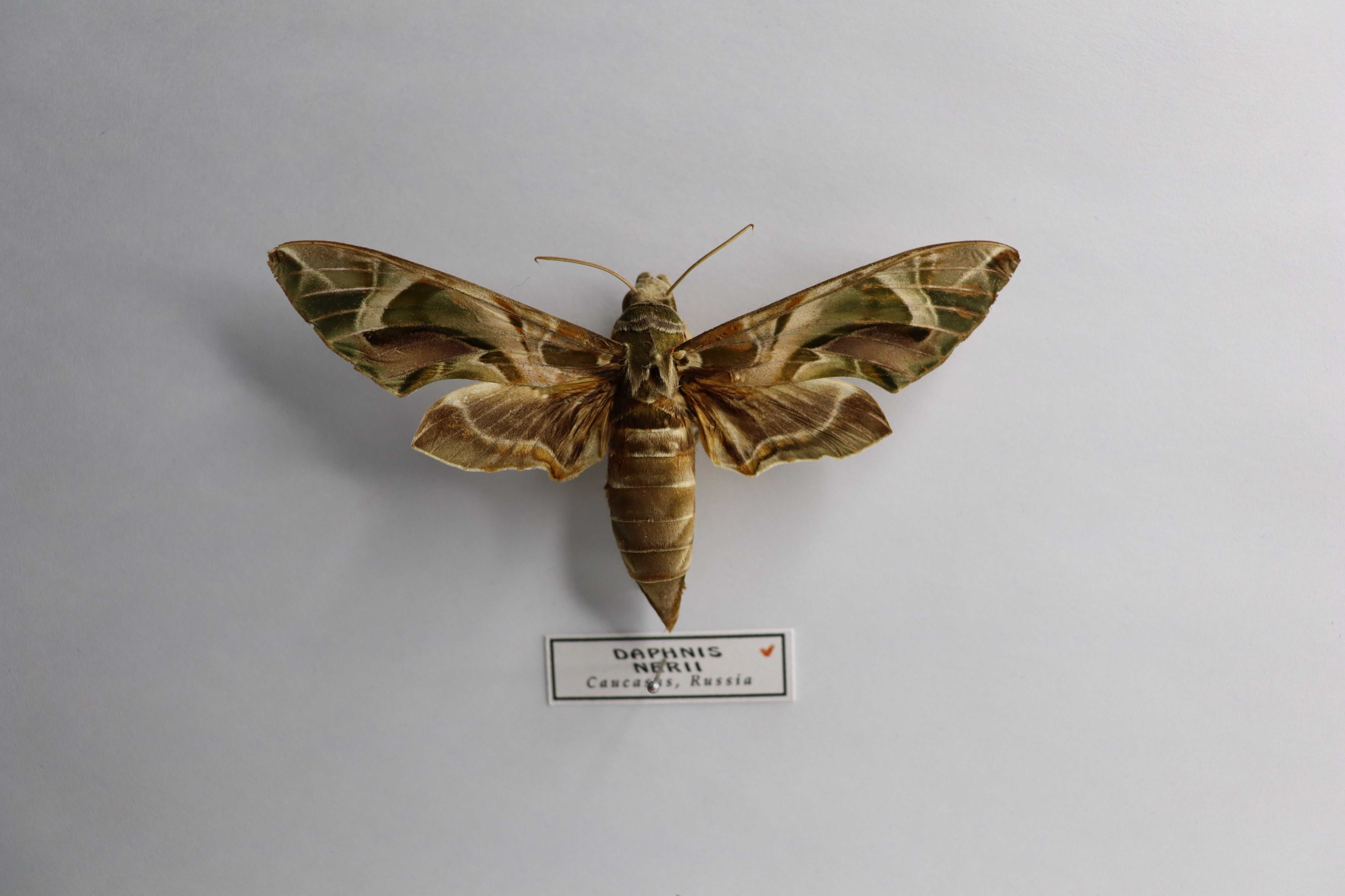 Daphnis nerii