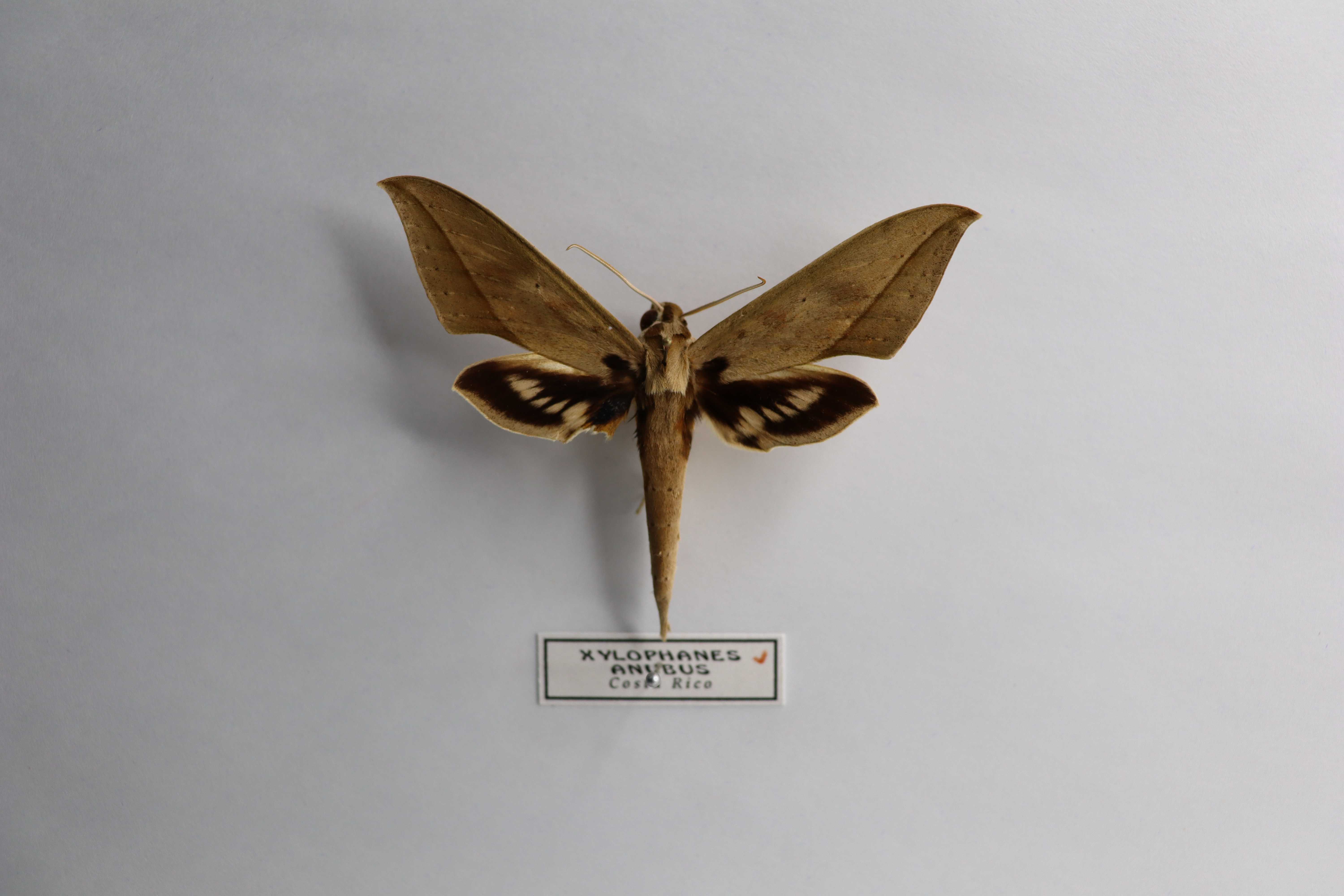 Xylophanes anubus
