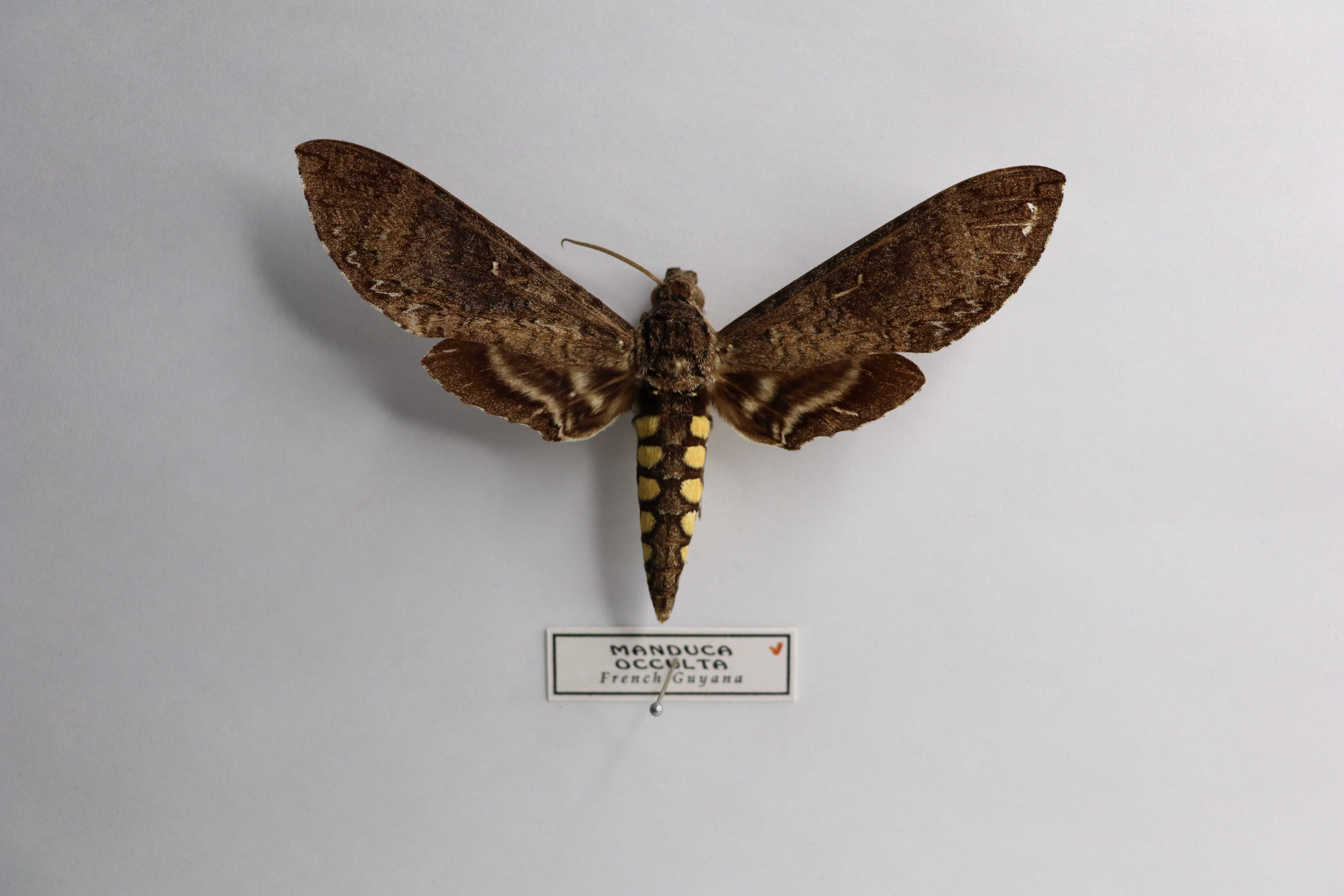 Manduca occulta
