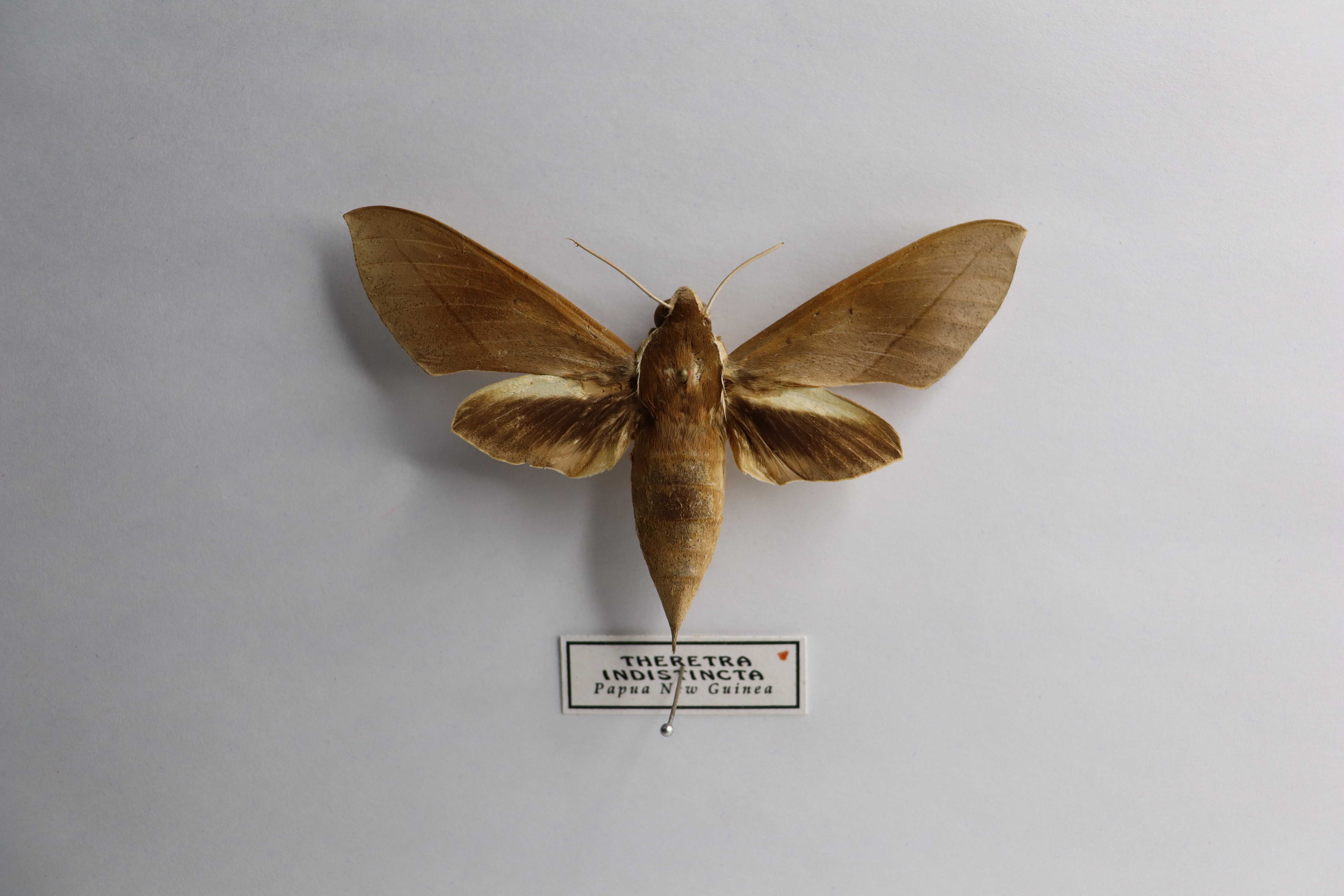 Theretra indistincta