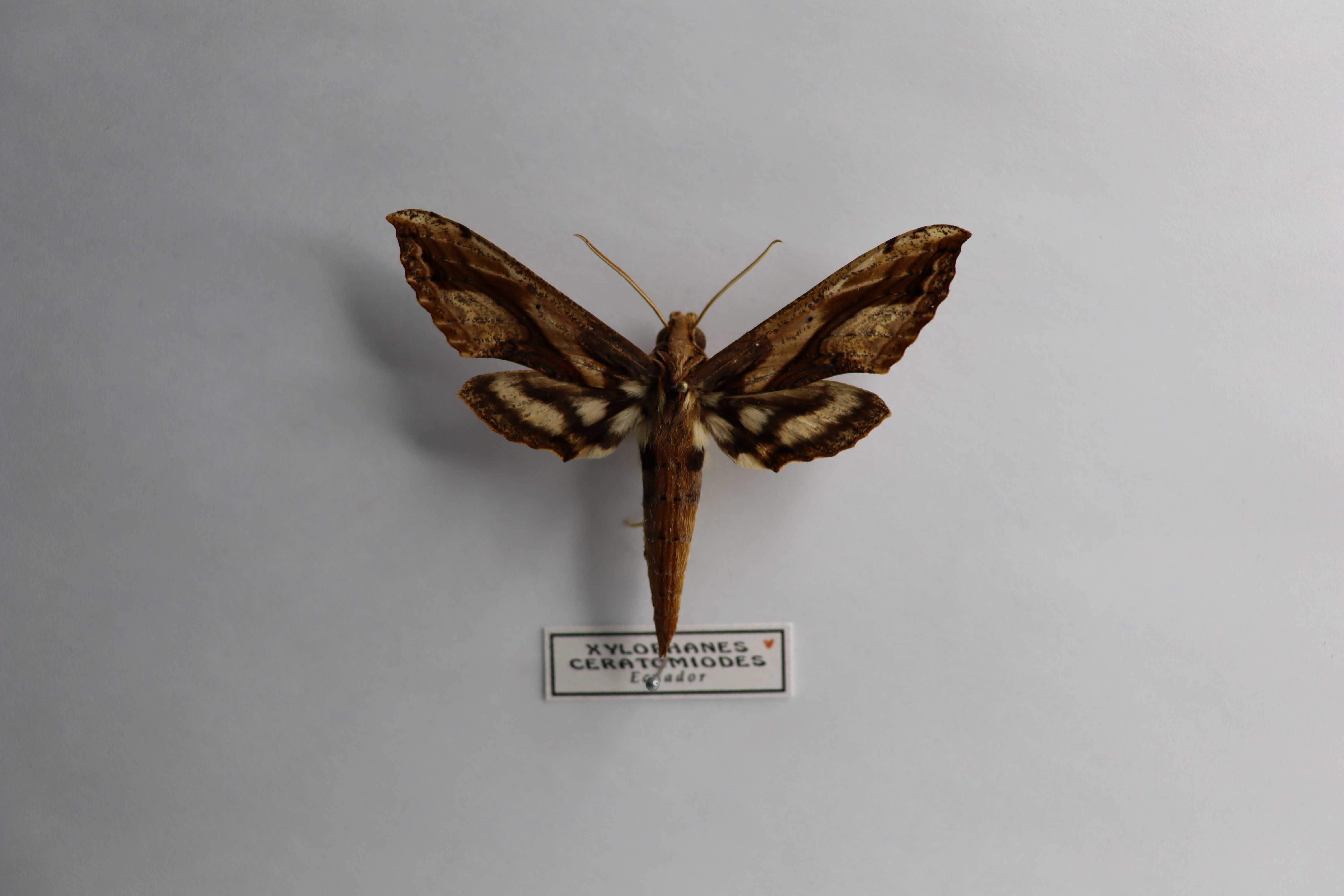 Xylophanes ceratomioides
