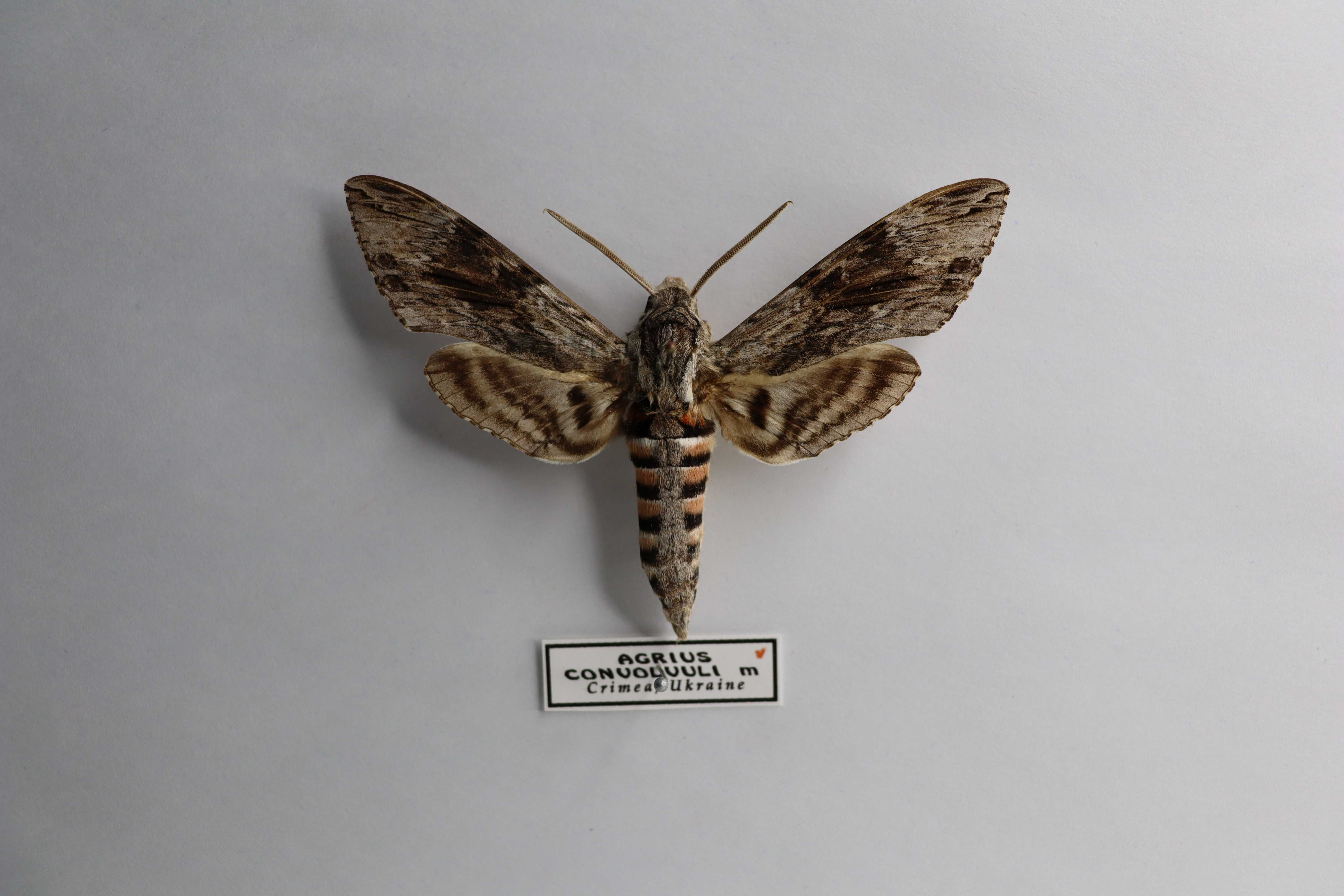 Agrius convolvuli