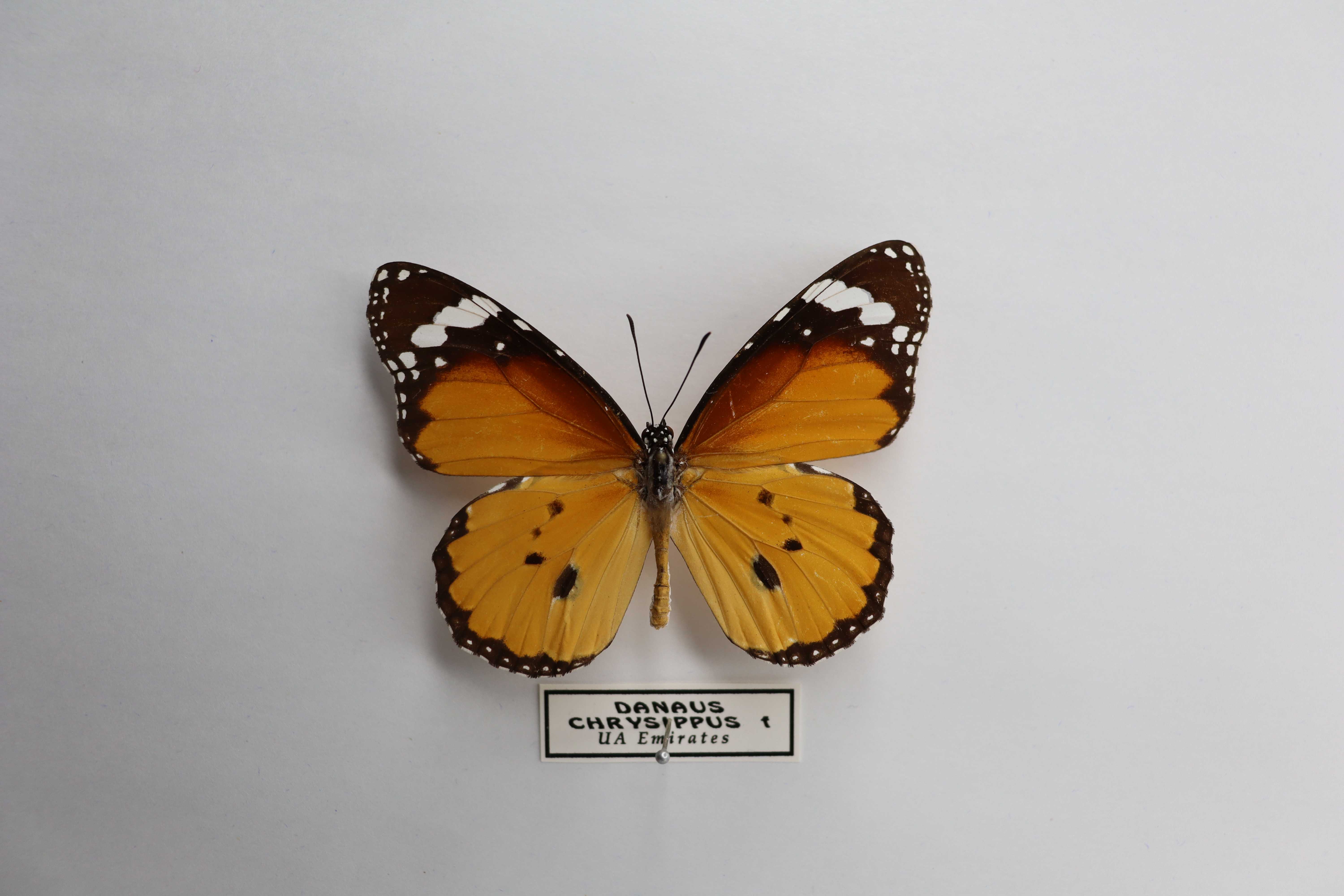 Danaus chrysippus