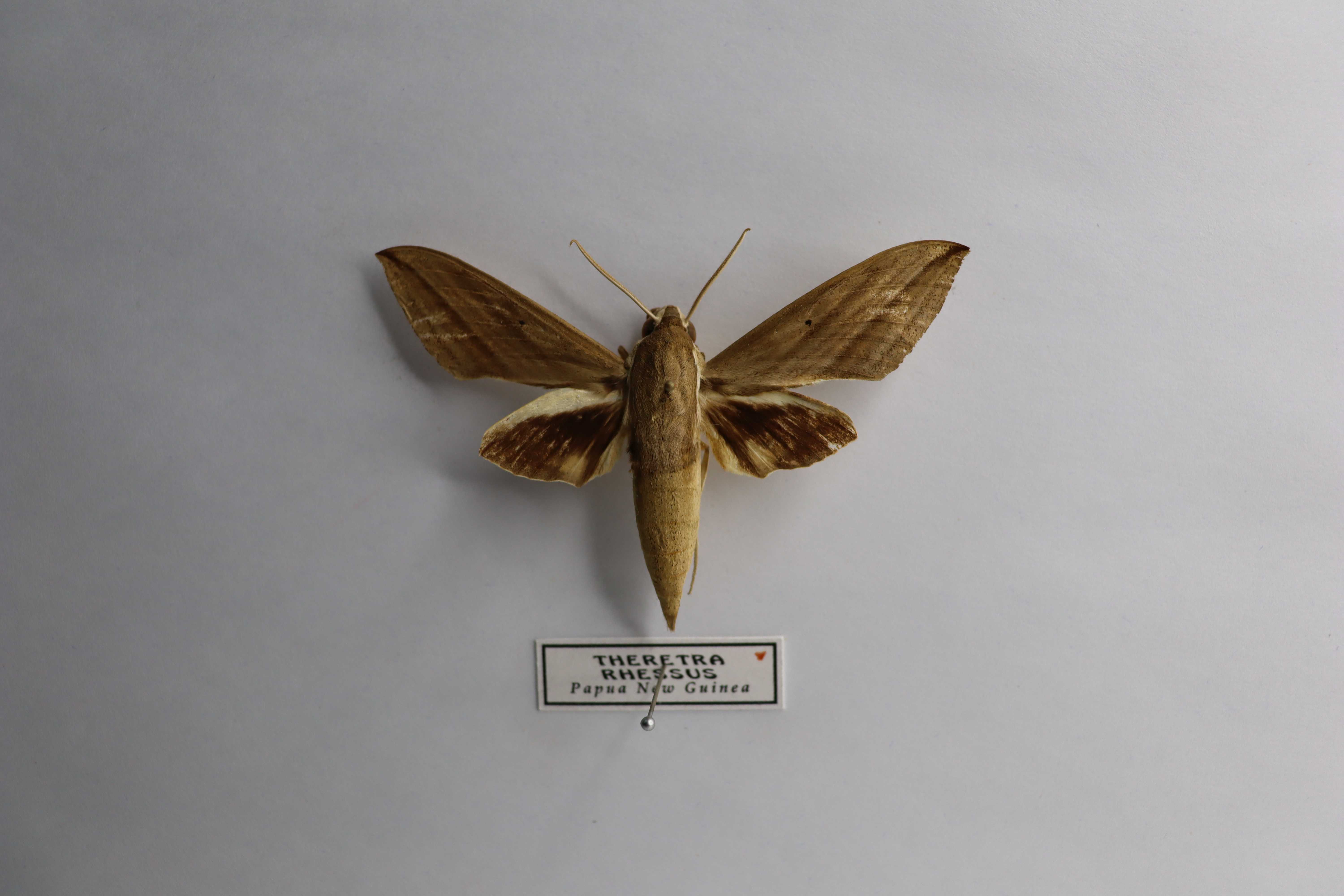 Theretra rhessus