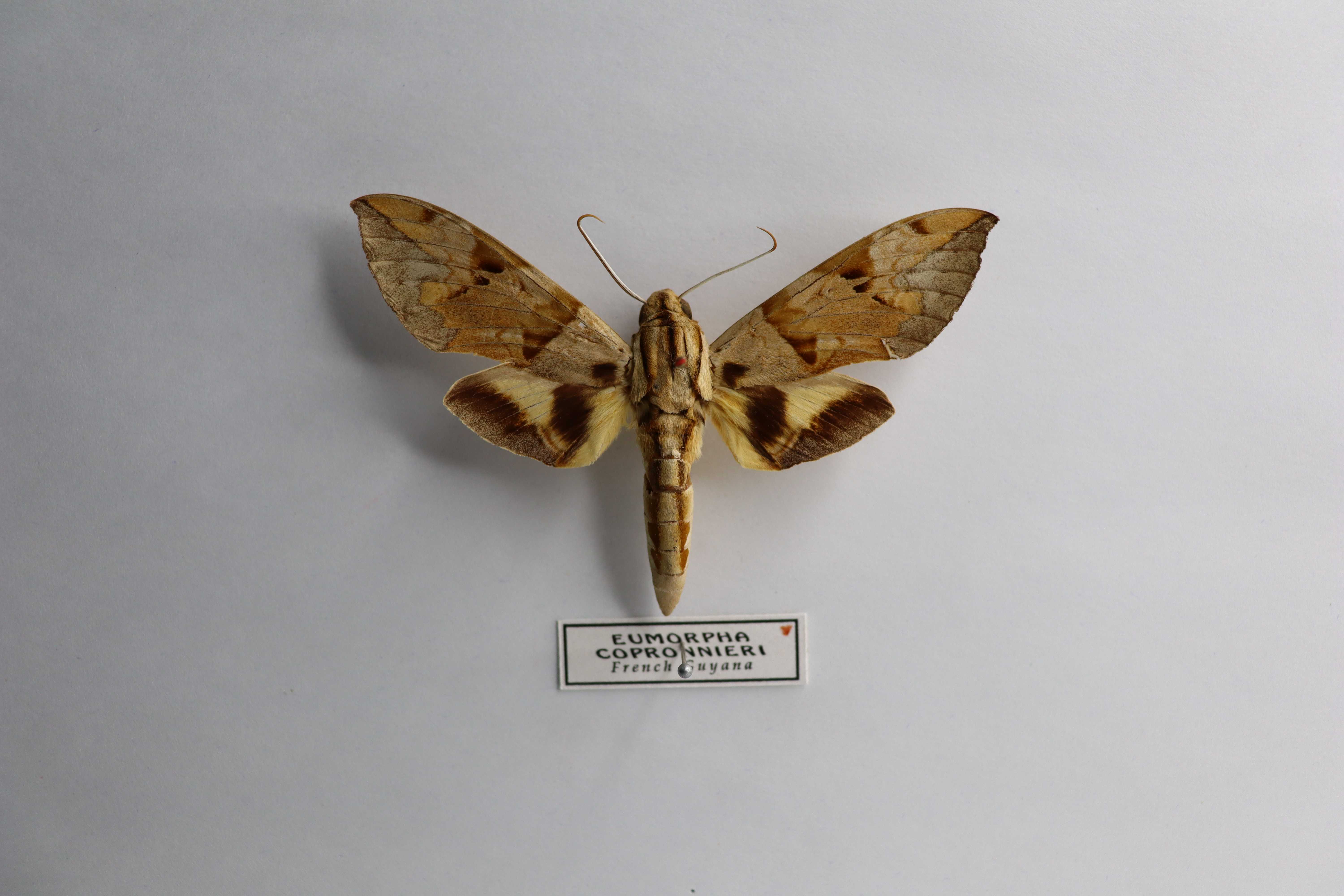 Eumorpha capronnieri