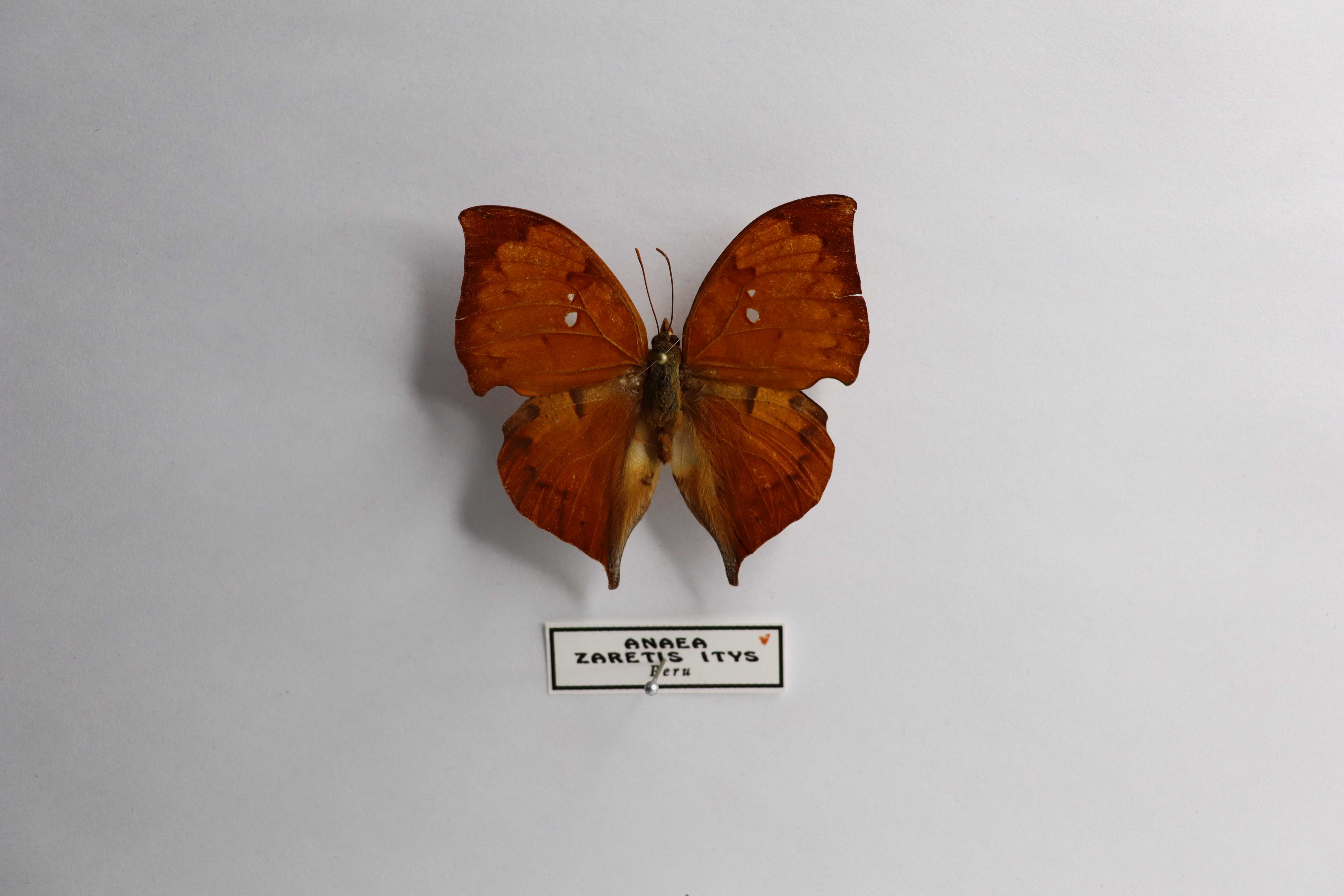 Anaea (Zaretis) itys