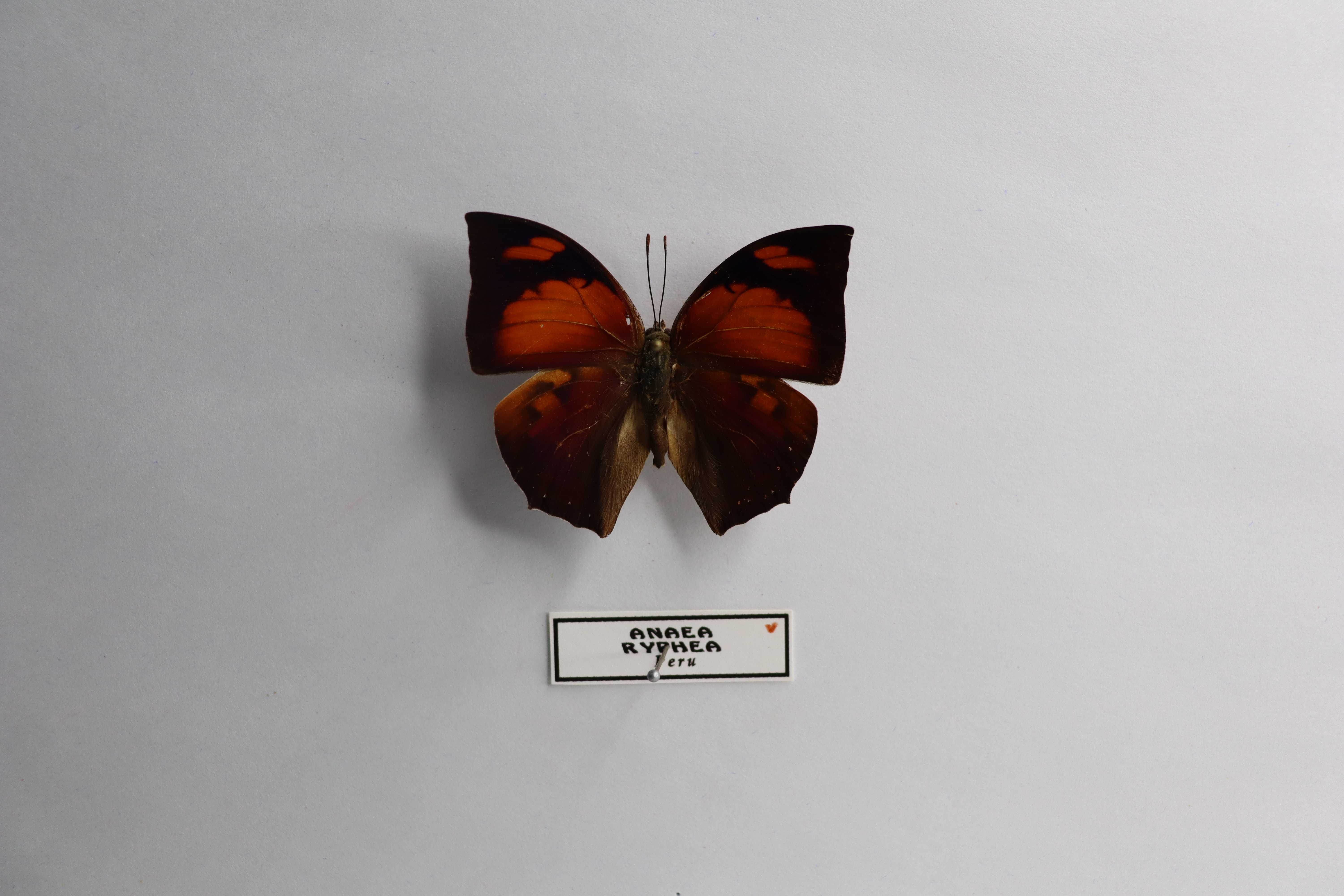 Anaea ryphea