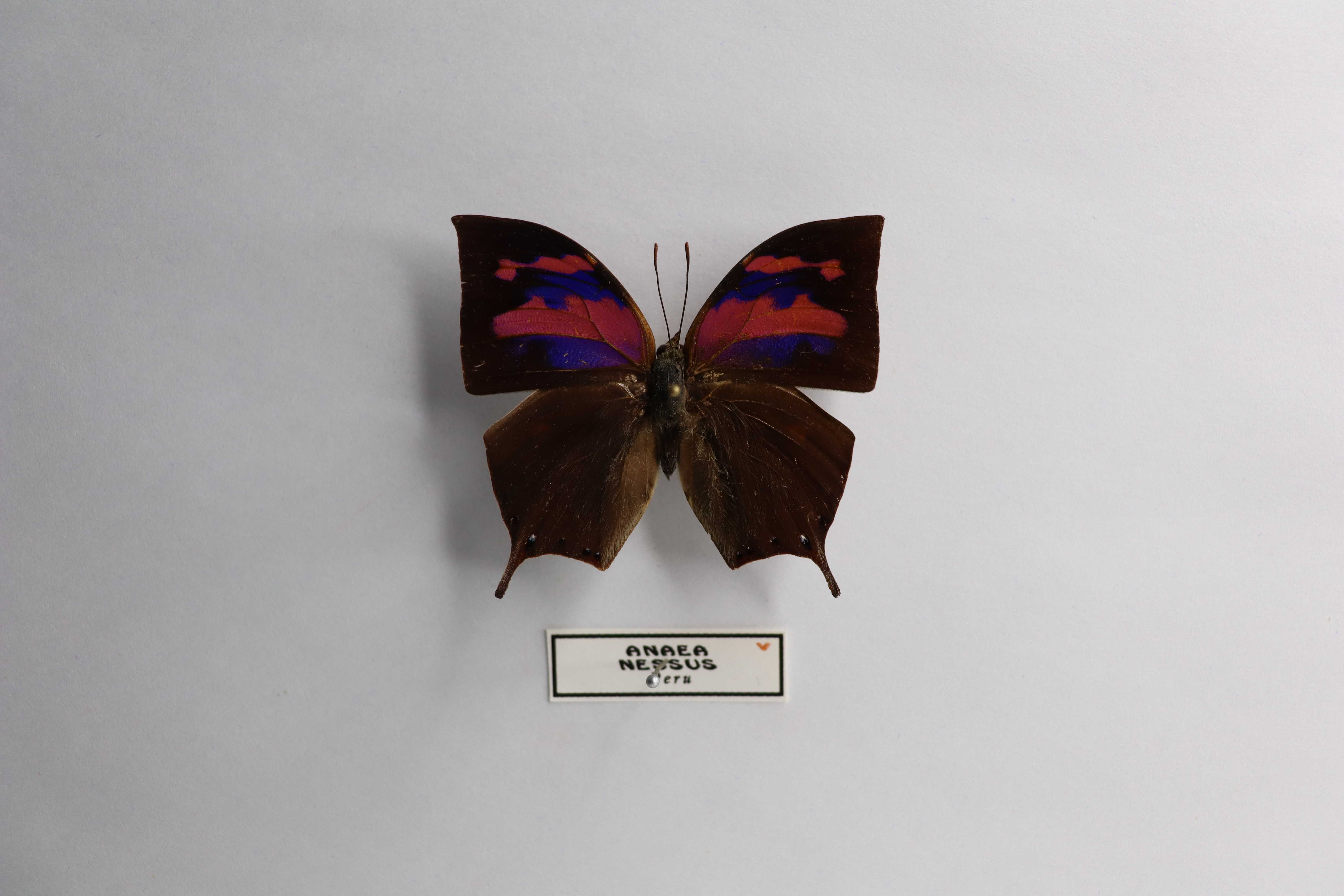 Anaea nessus