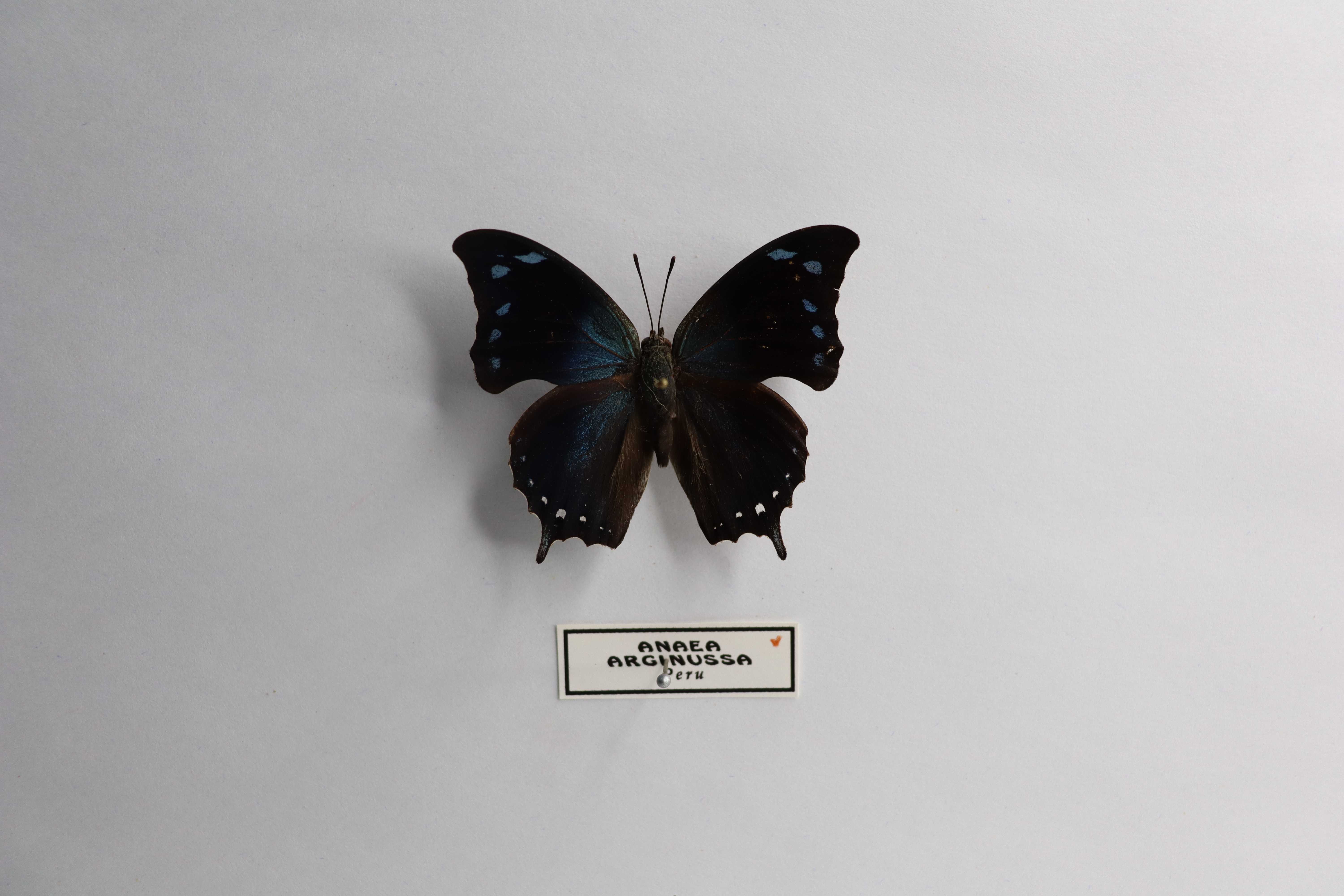Anaea arginussa