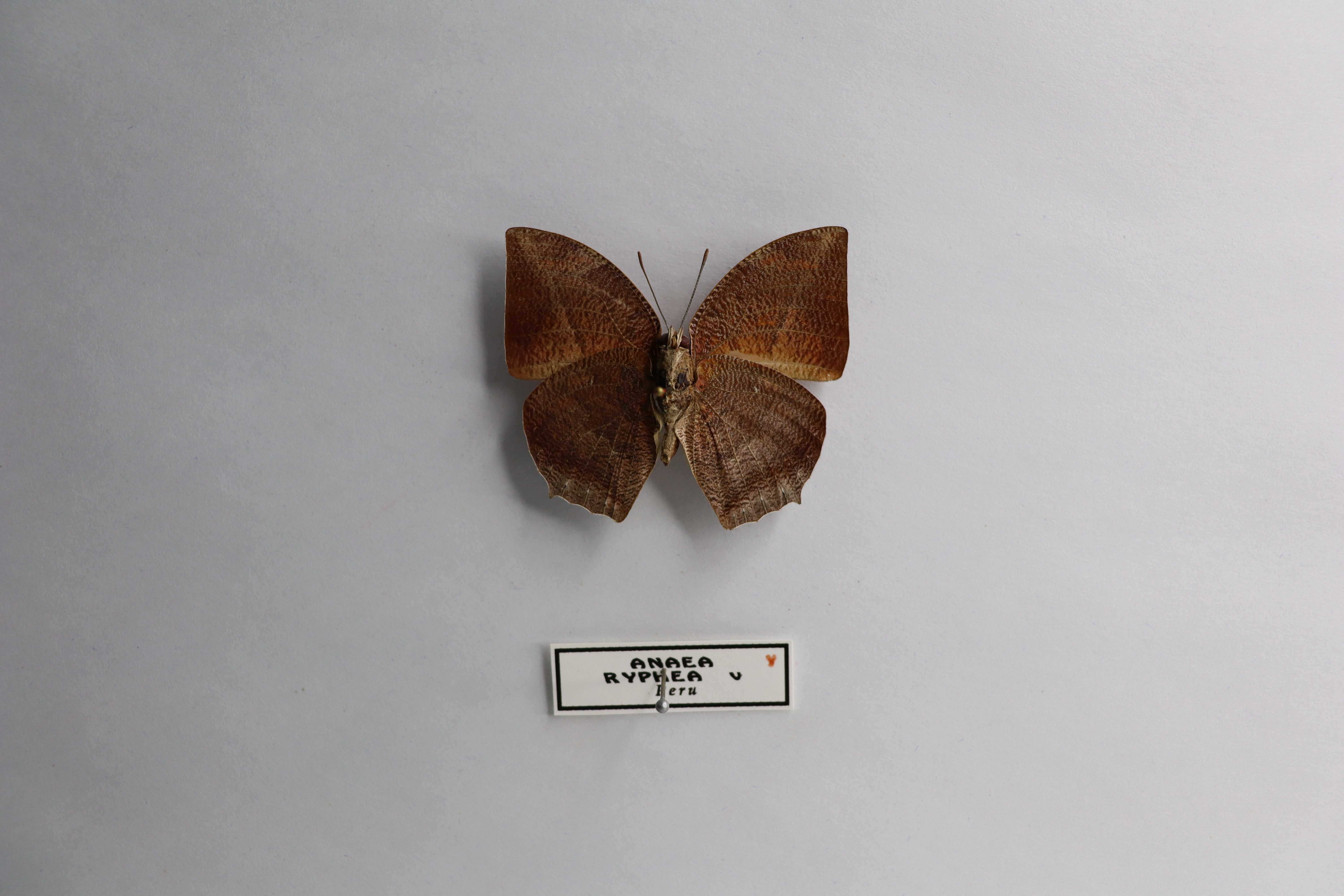 Anaea ryphea