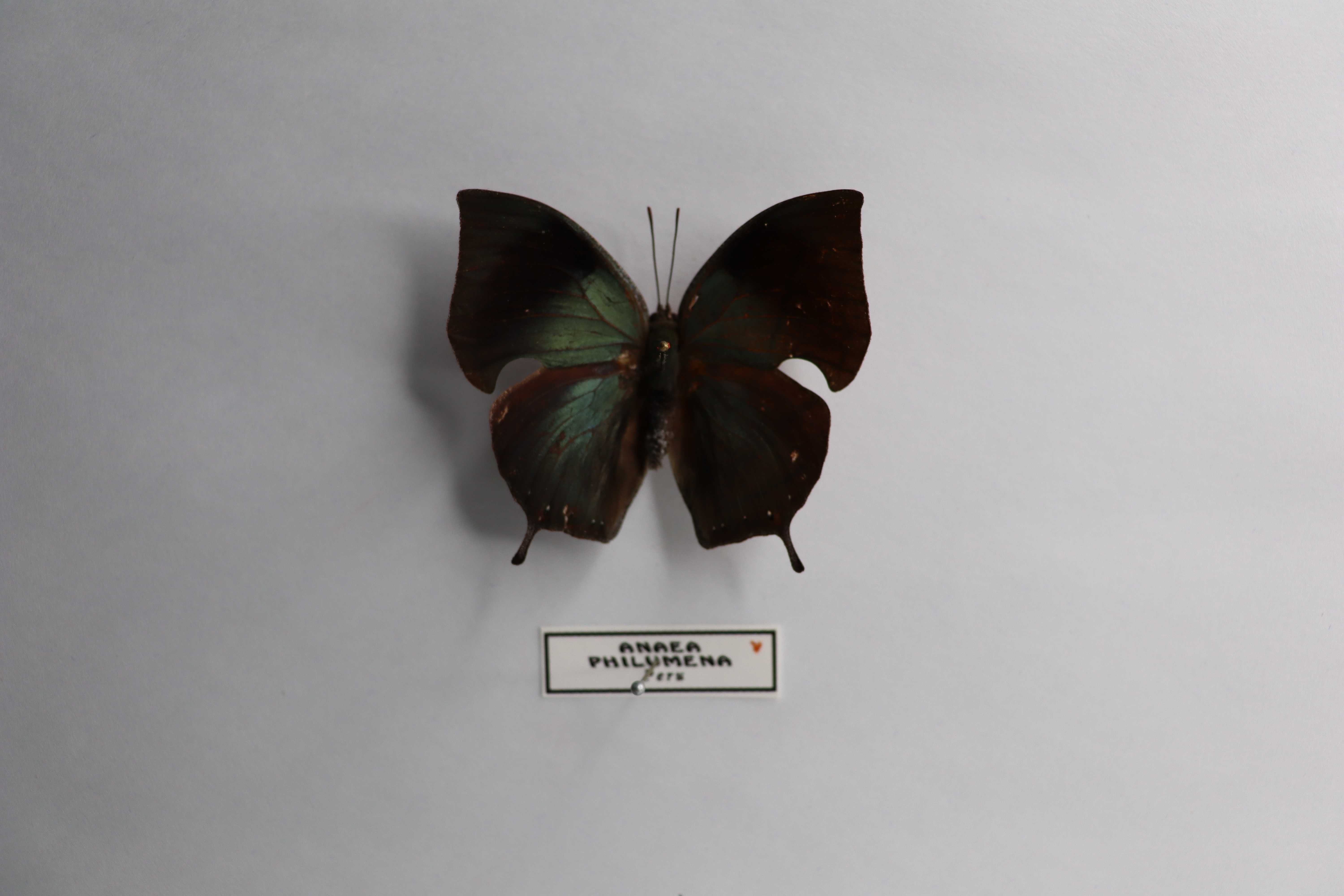 Anaea philumena