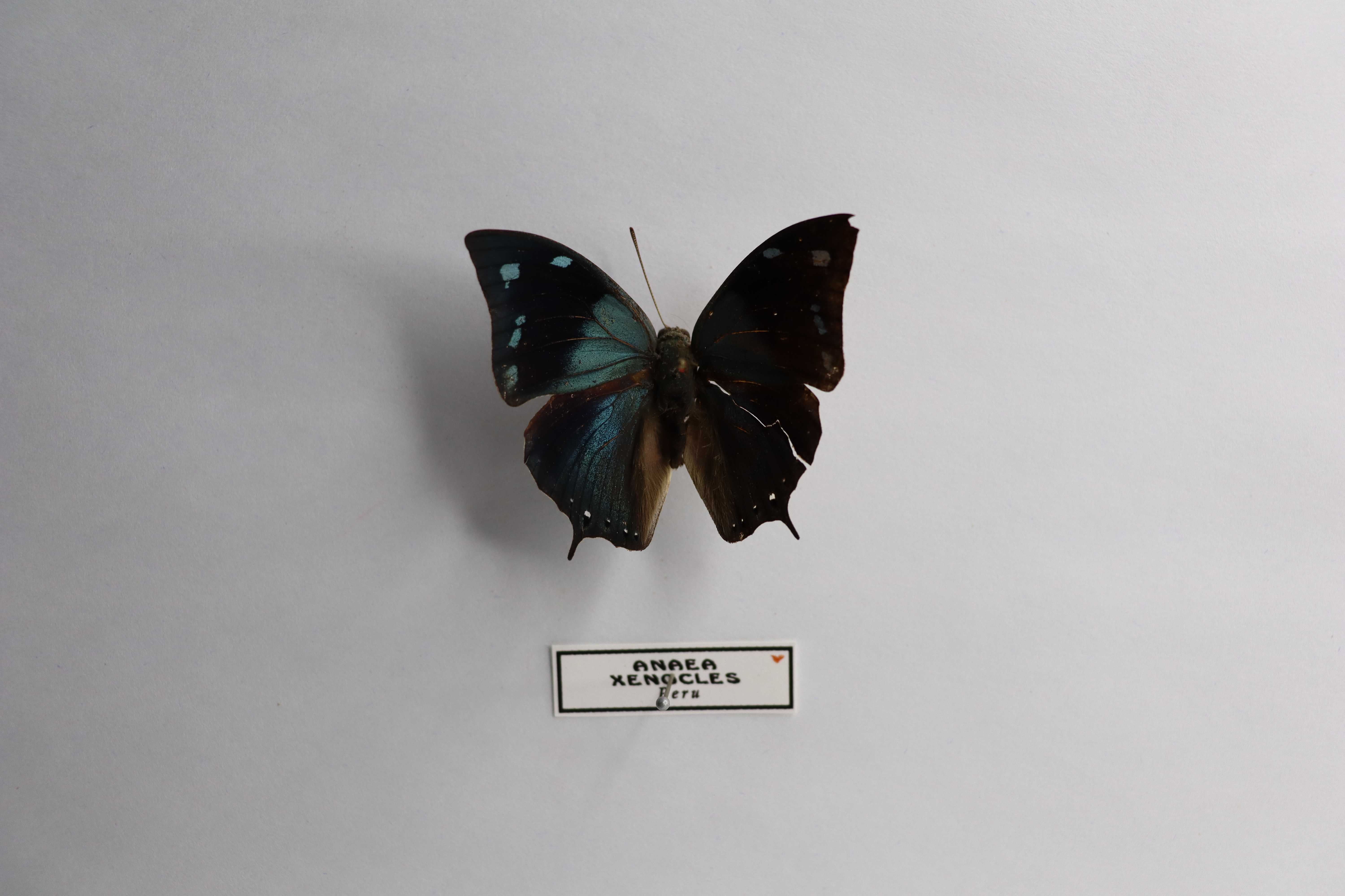Anaea xenocles