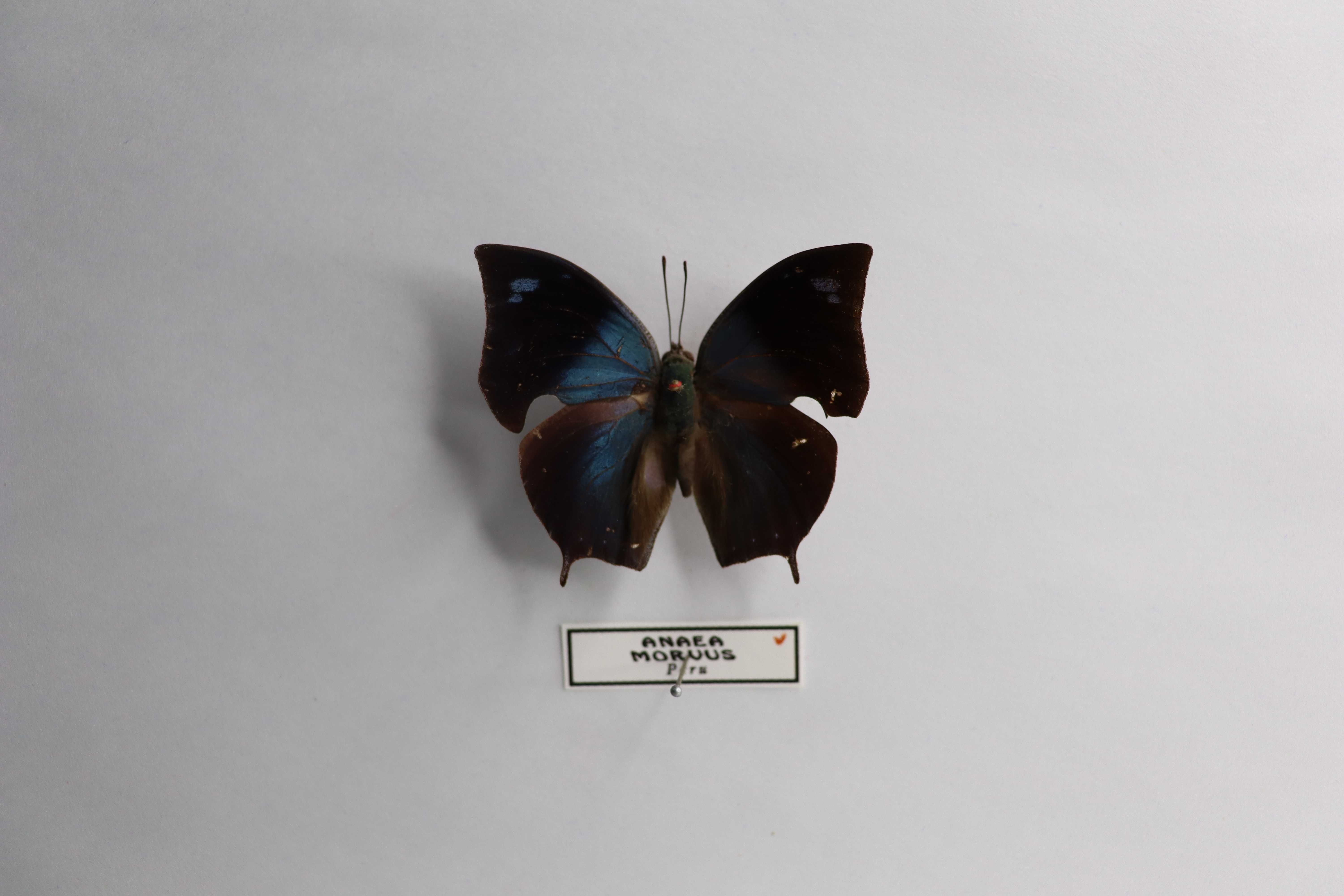 Anaea moruus
