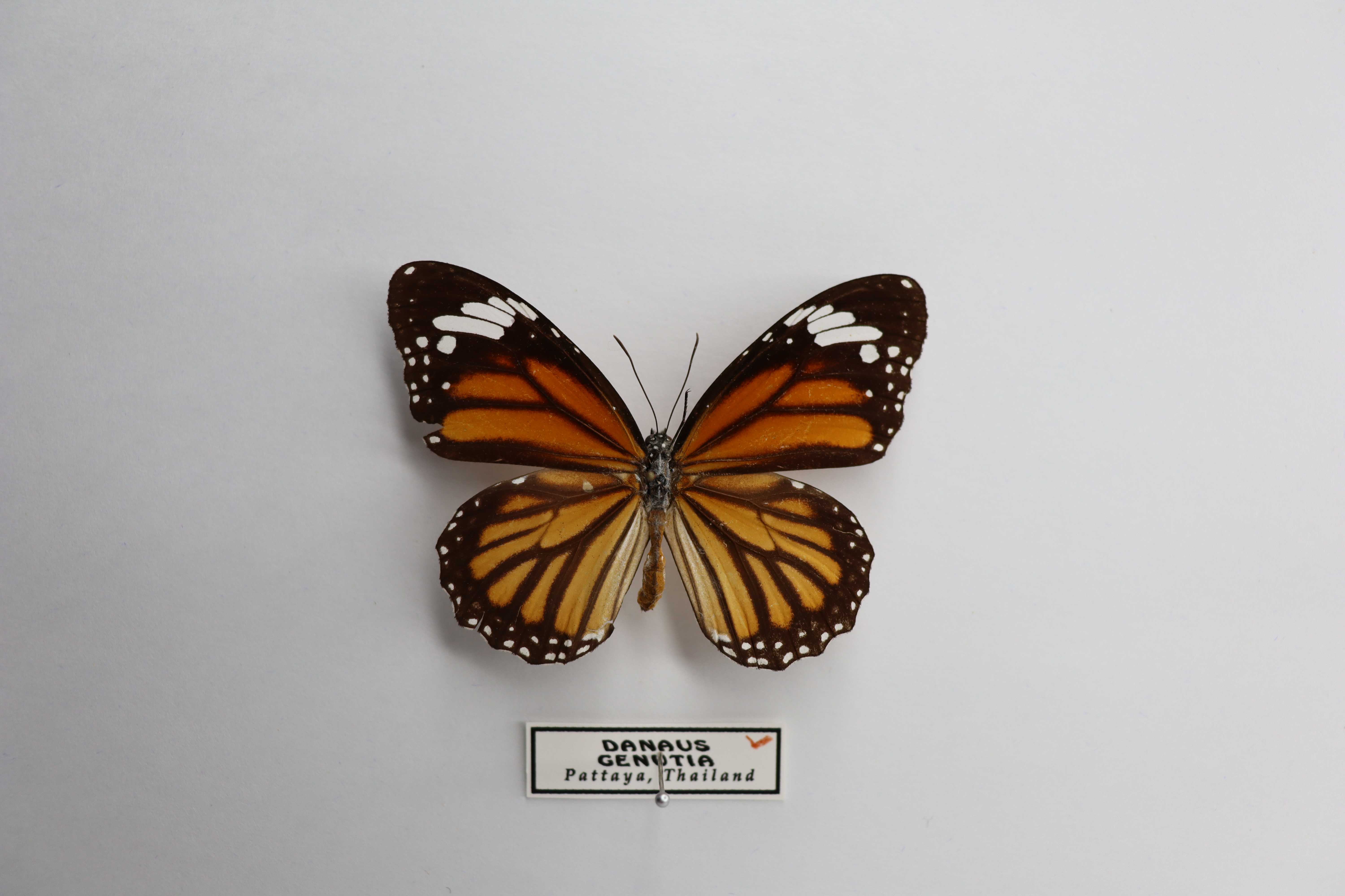 danaus_genutia_thailand
