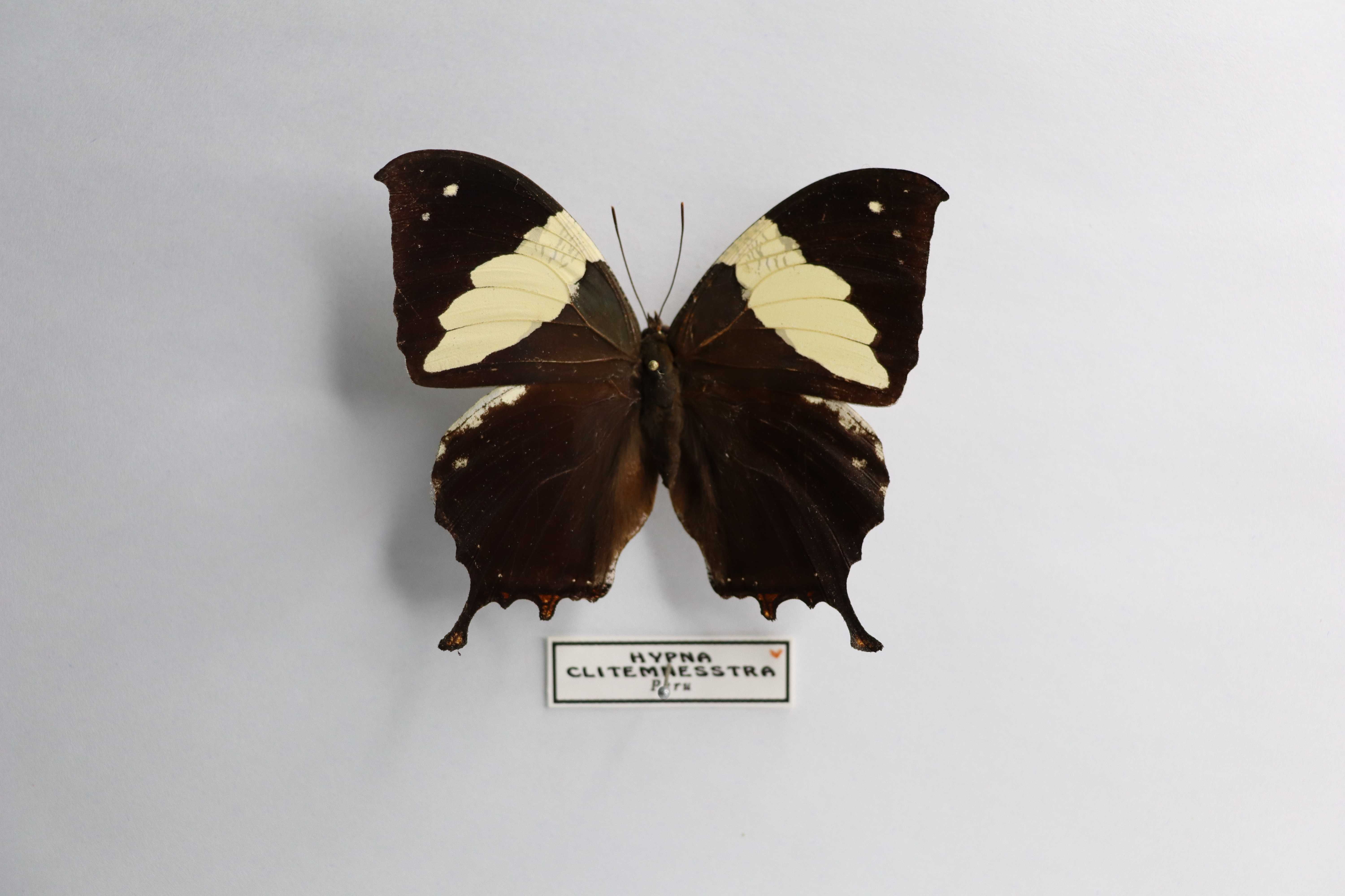 Hypna clytemnestra