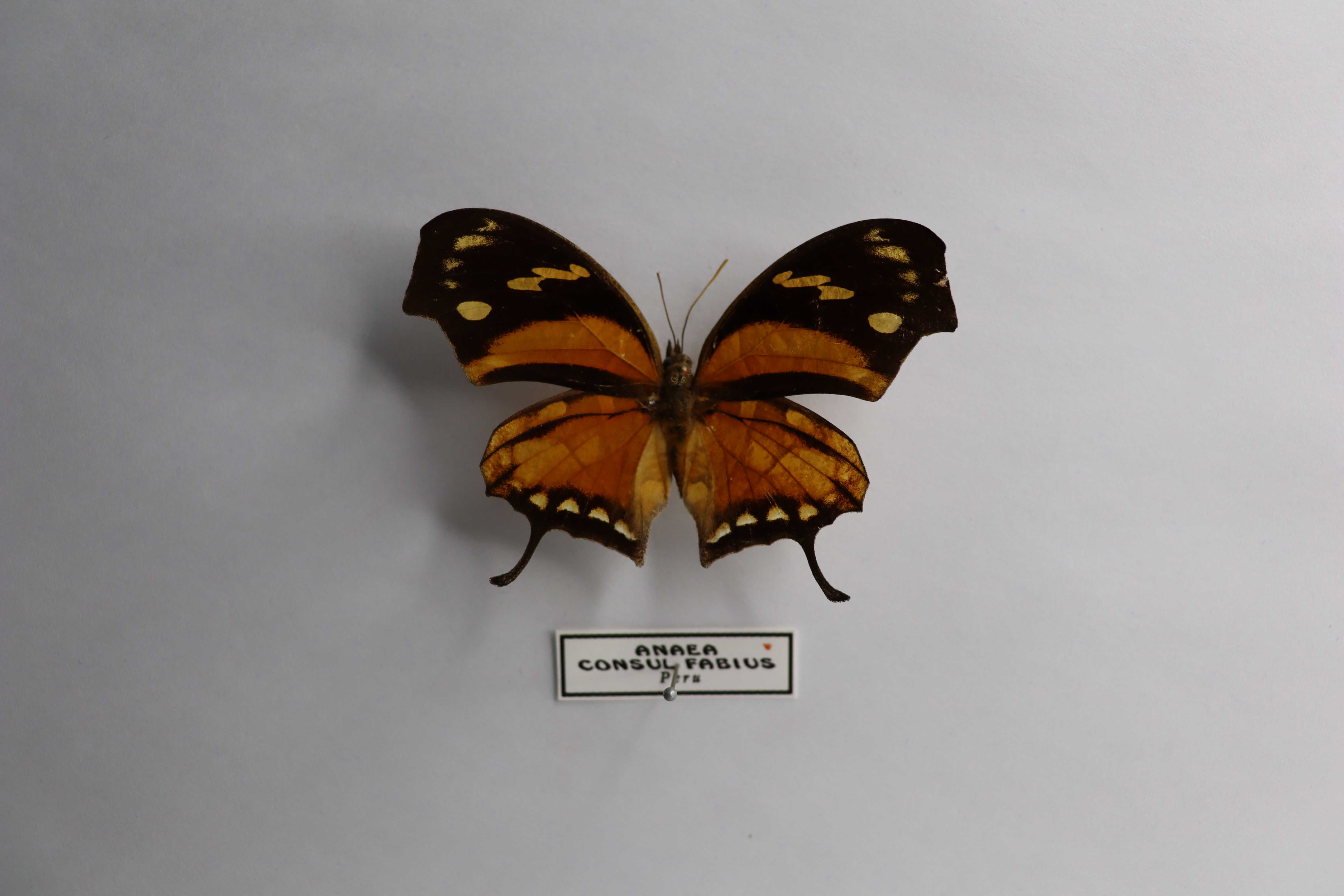 Anaea (Consul) fabius