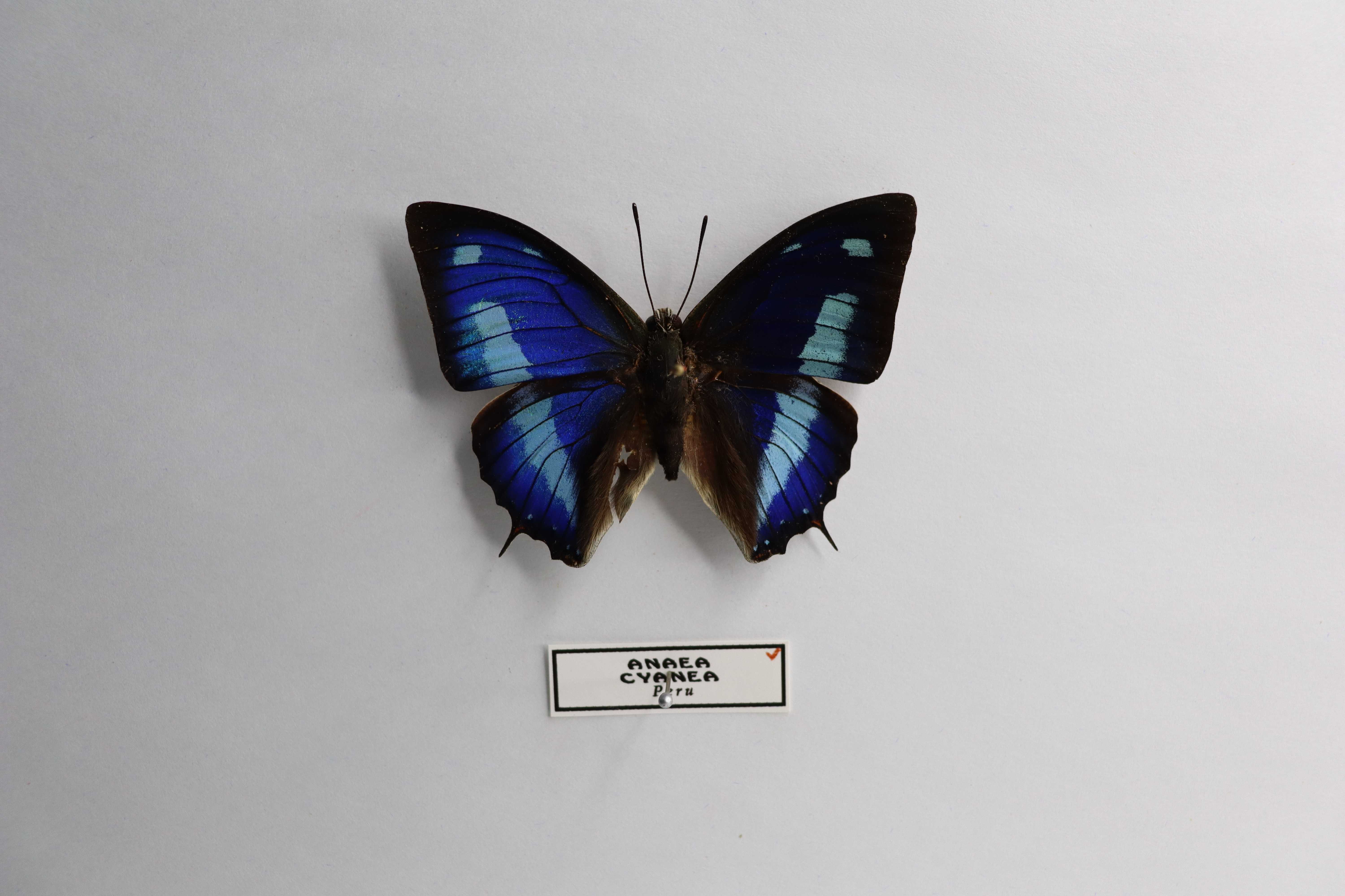 Anaea cyanea
