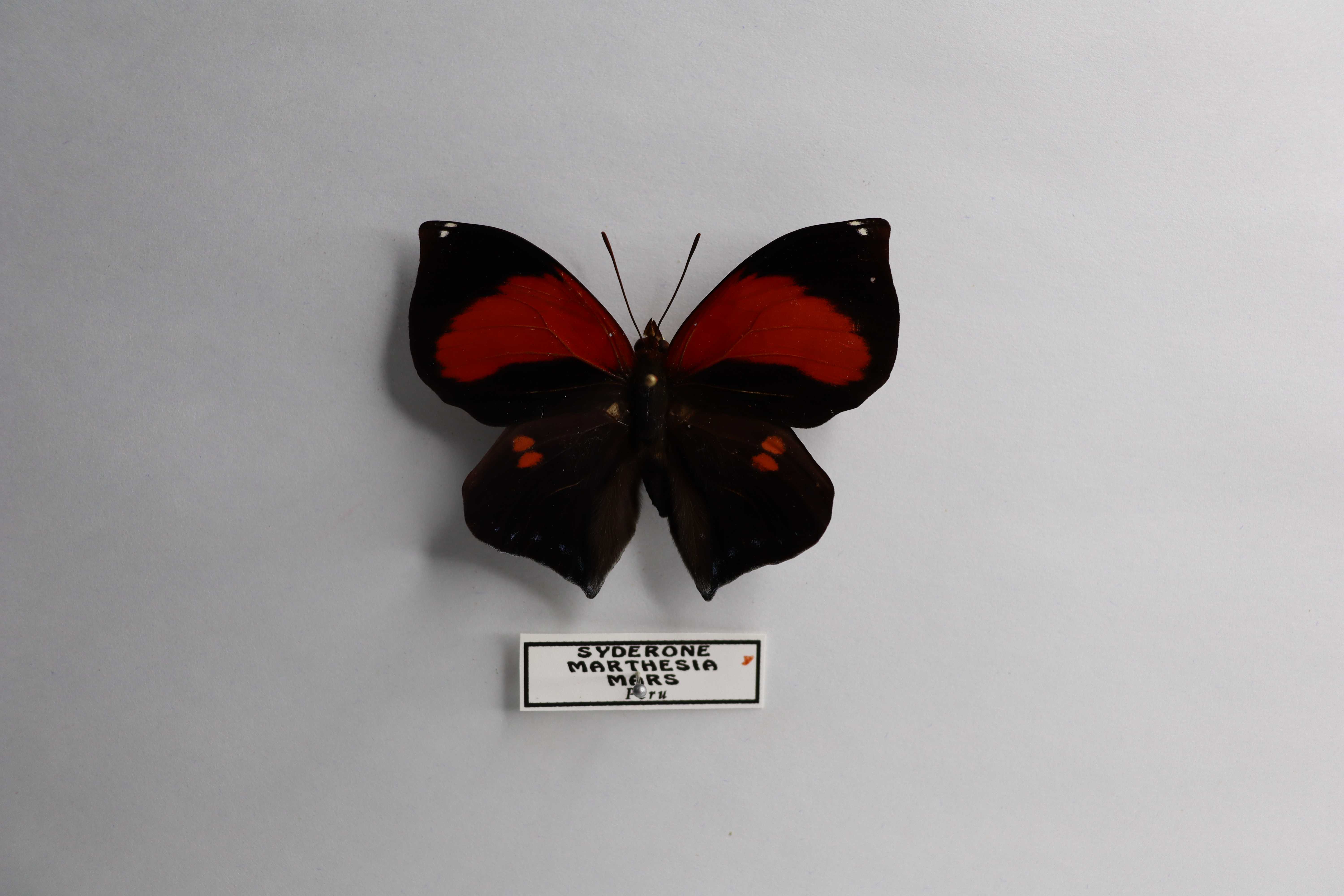 Siderone marthesia mars