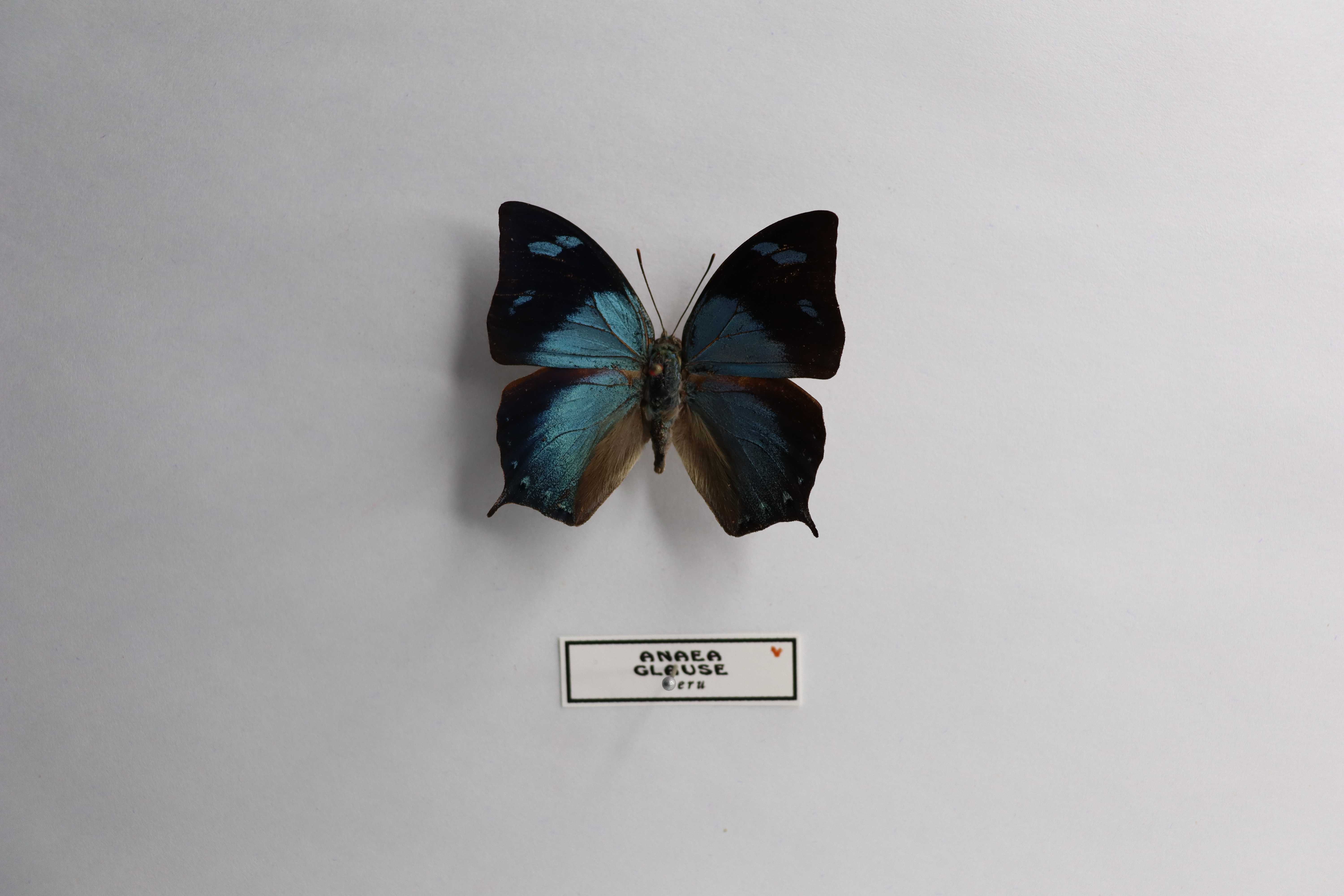 Anaea glauce (также известная как Memphis glauce)