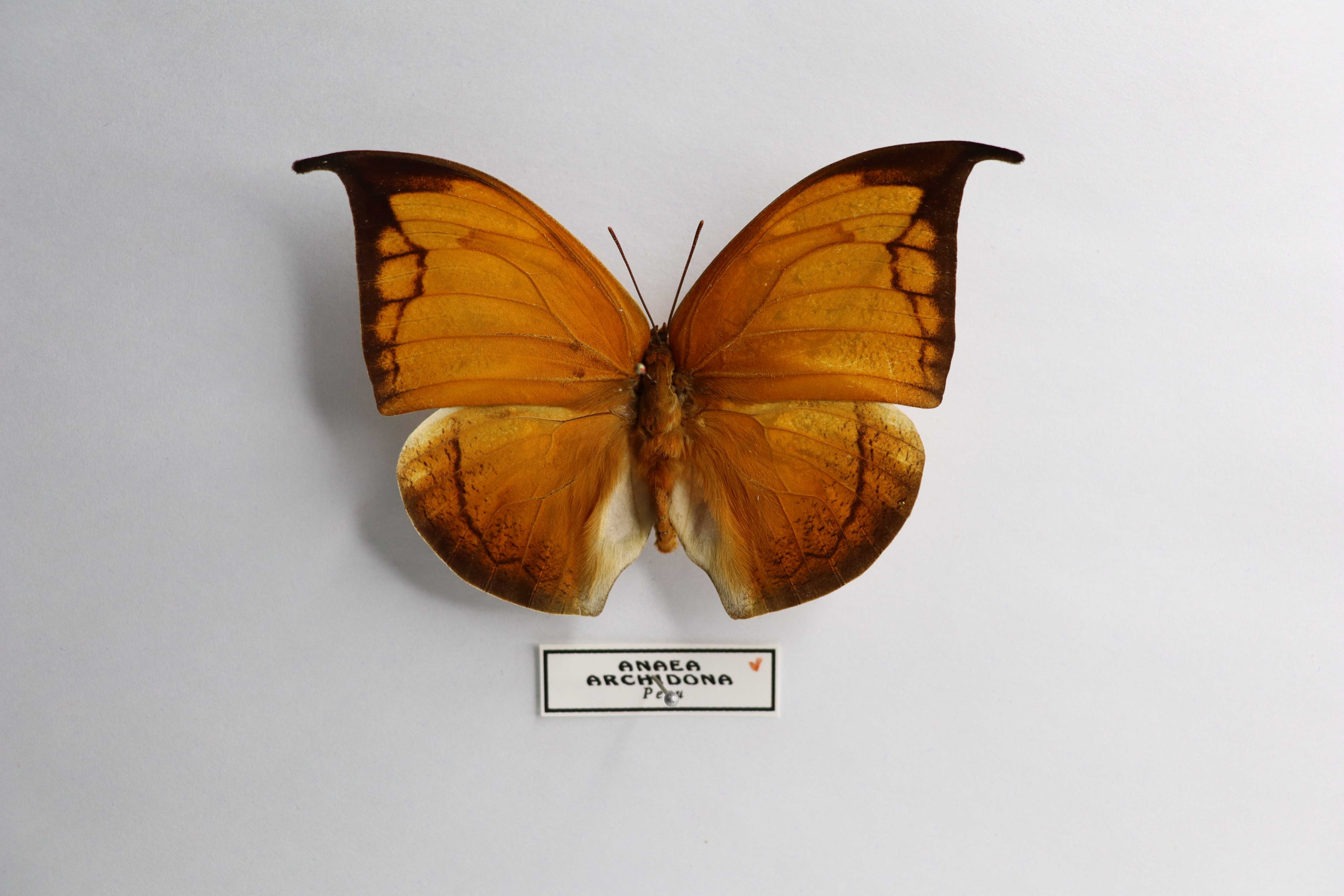 Anaea archidona