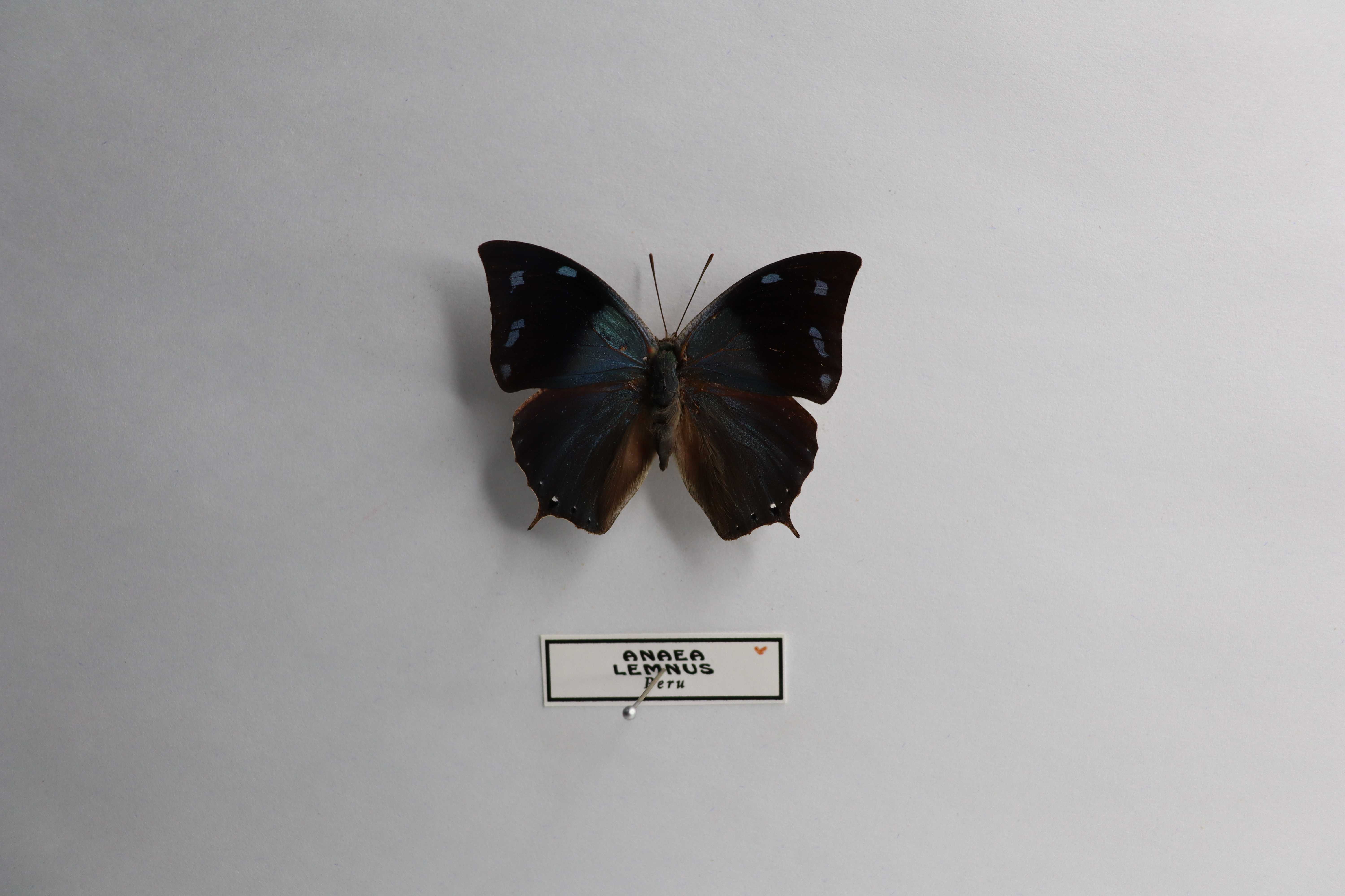 Anaea lemnos