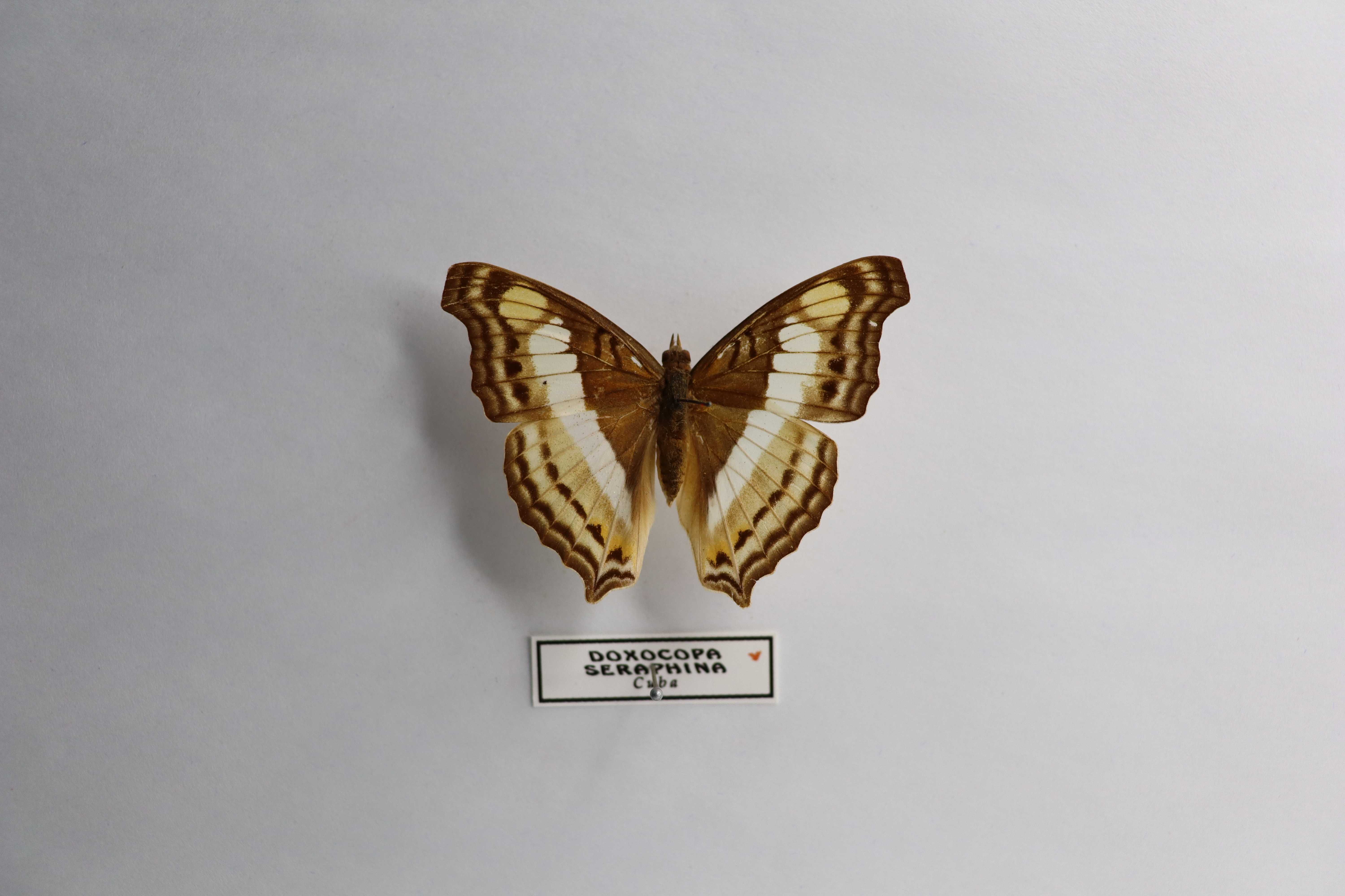 Doxocopa seraphina