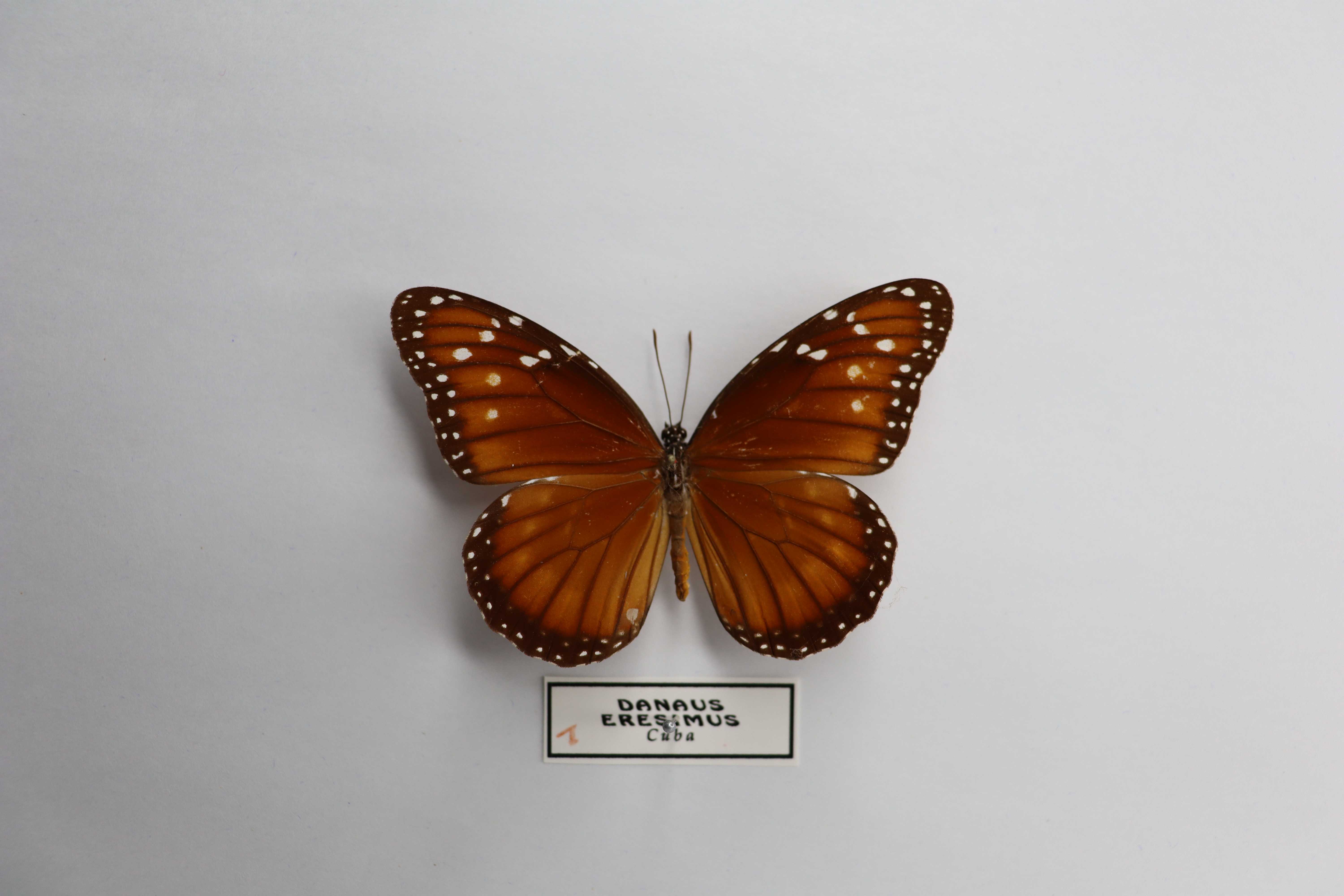Danaus eresimus