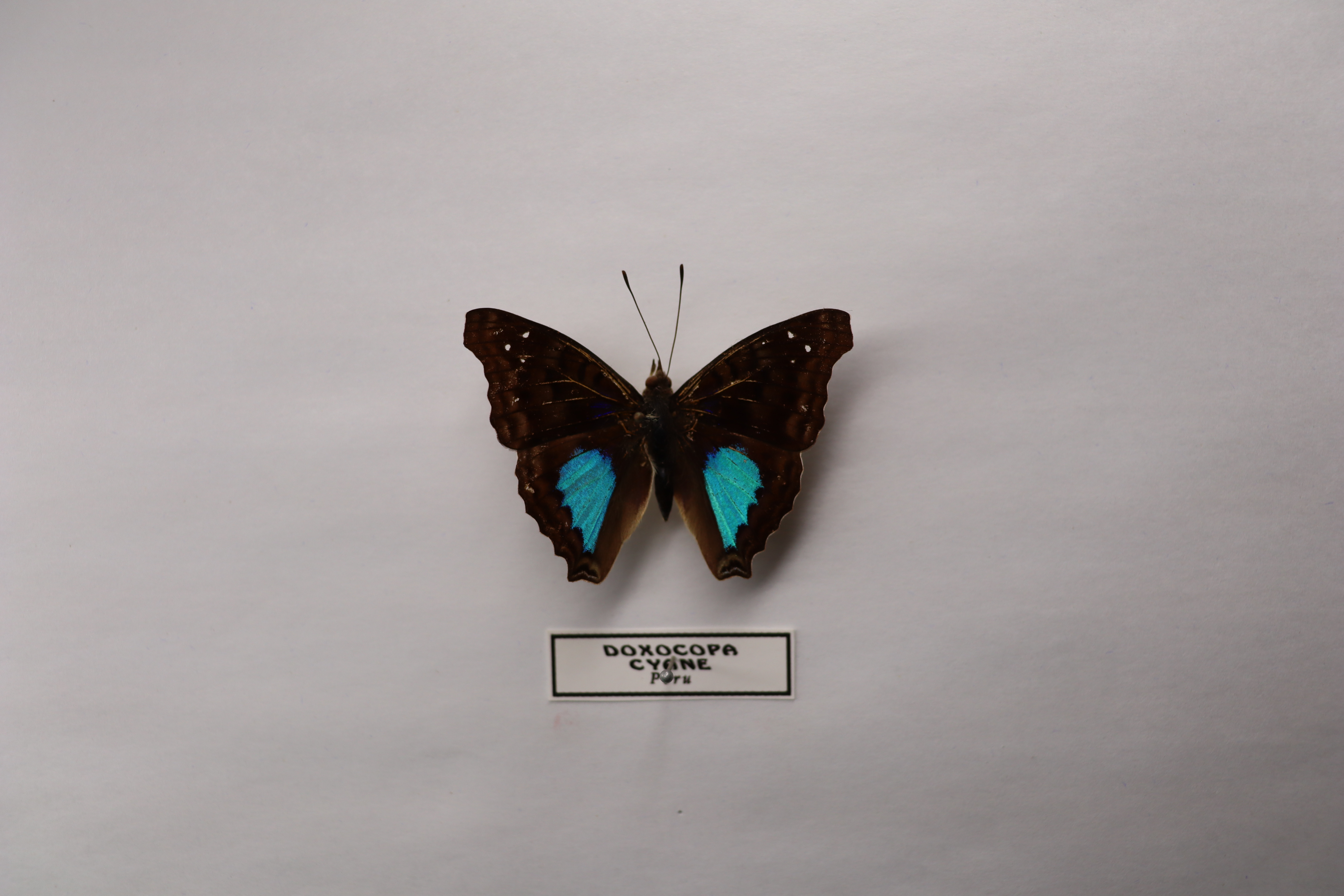 Doxocopa cyane