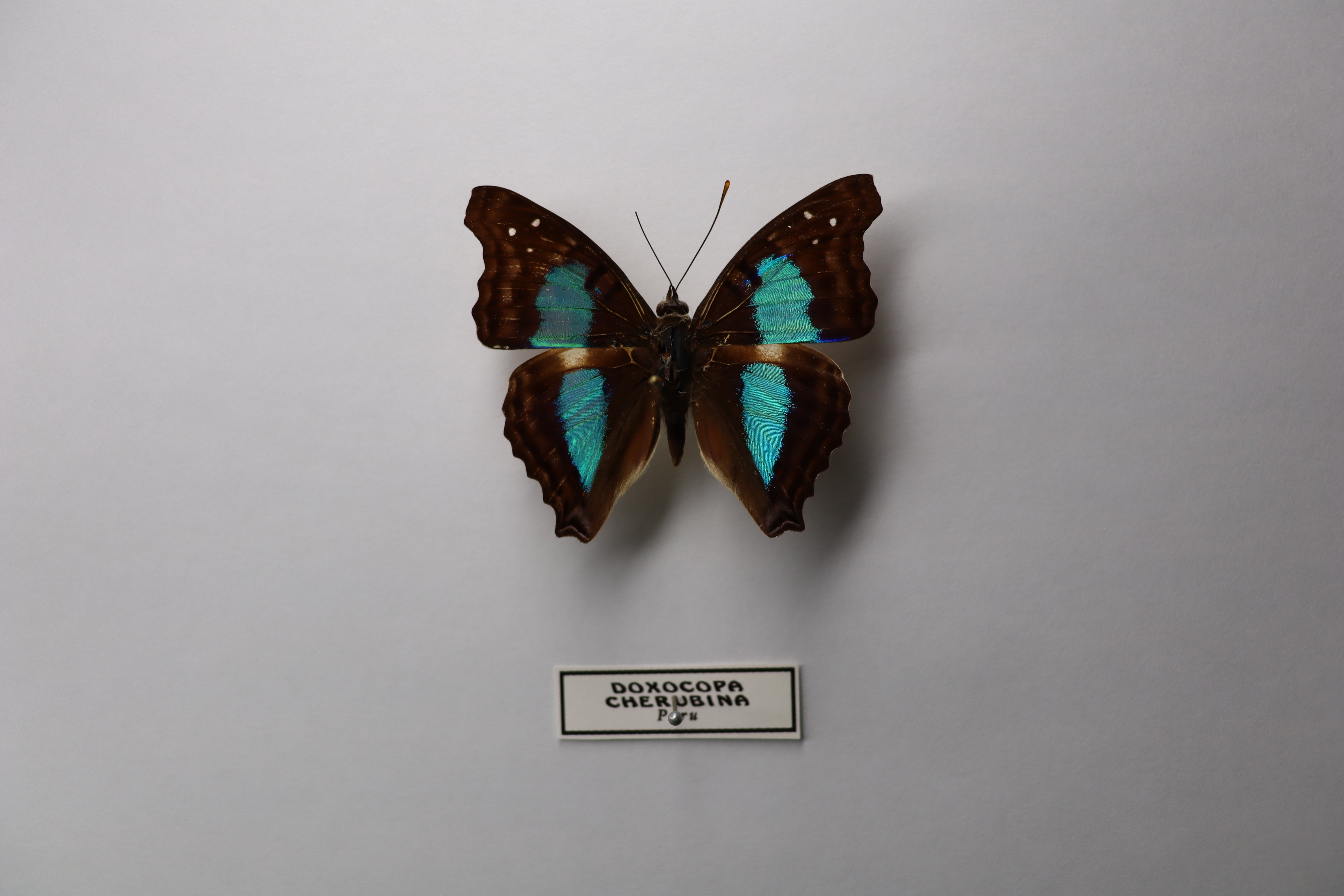 doxocopa cherubina
