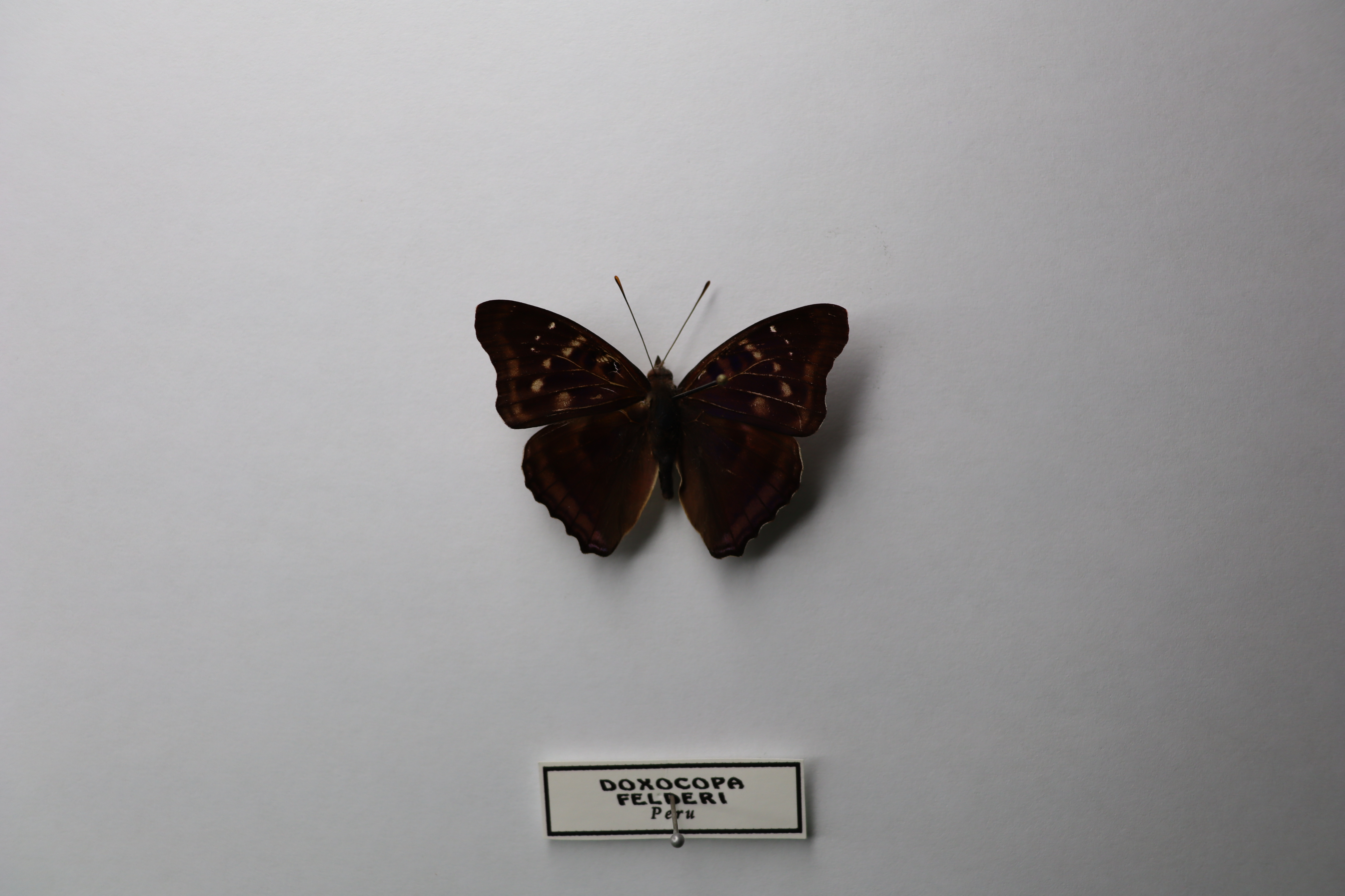 doxocopa felderi