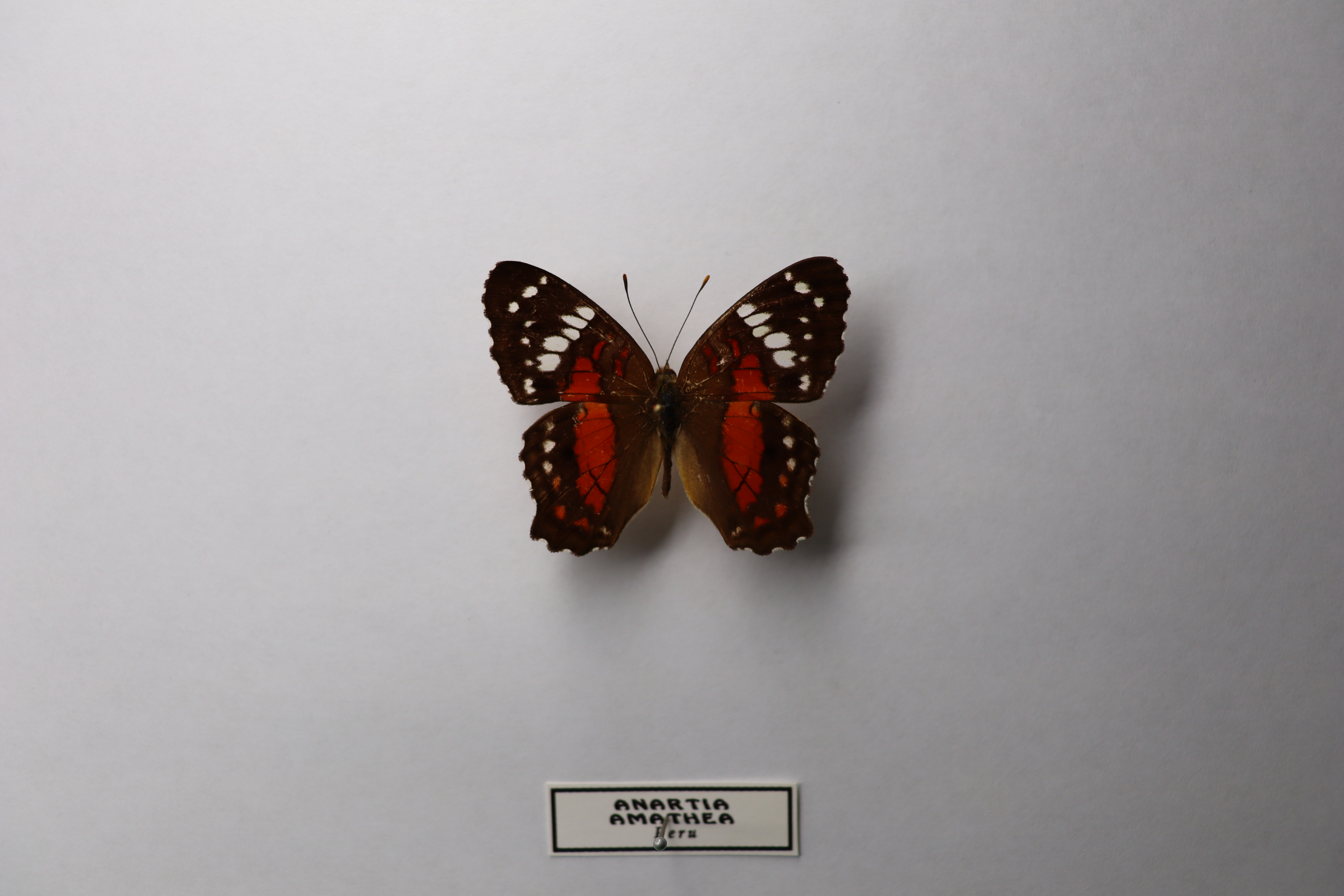 Anartia amathea (Красный павлин)