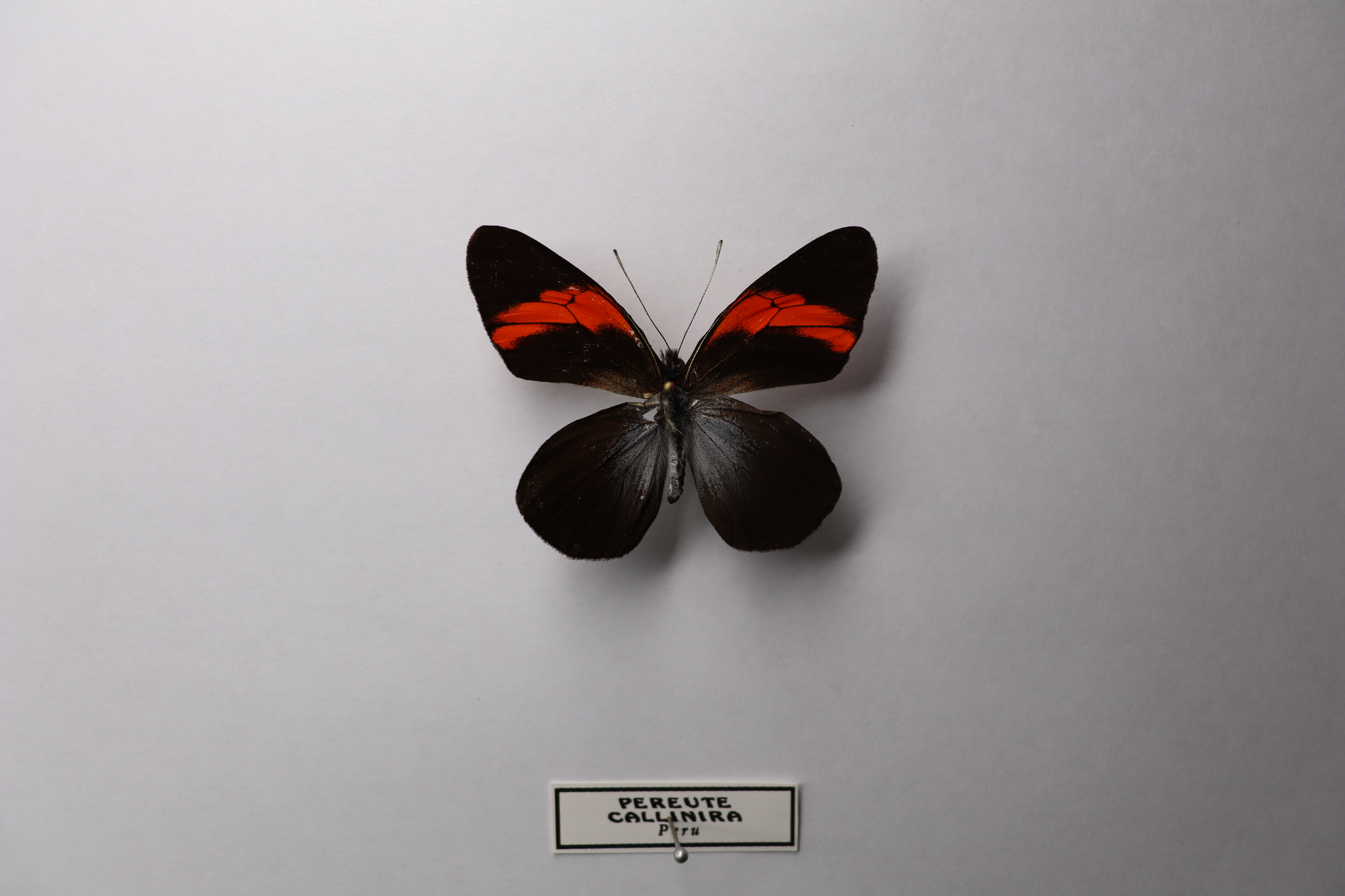 Pereute callinira (лат. Pereute callinira)