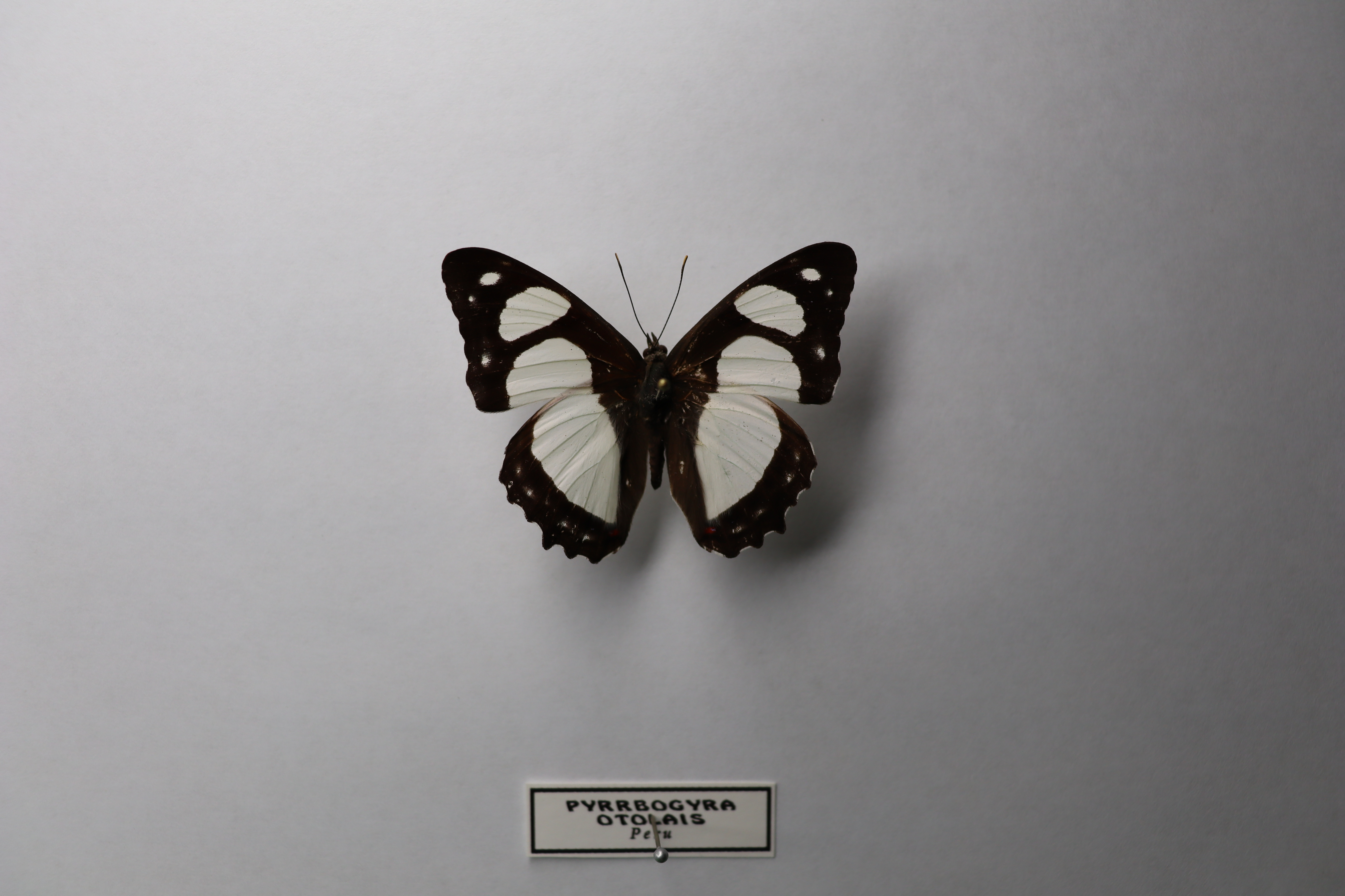 Pyrrhogyra otolais 