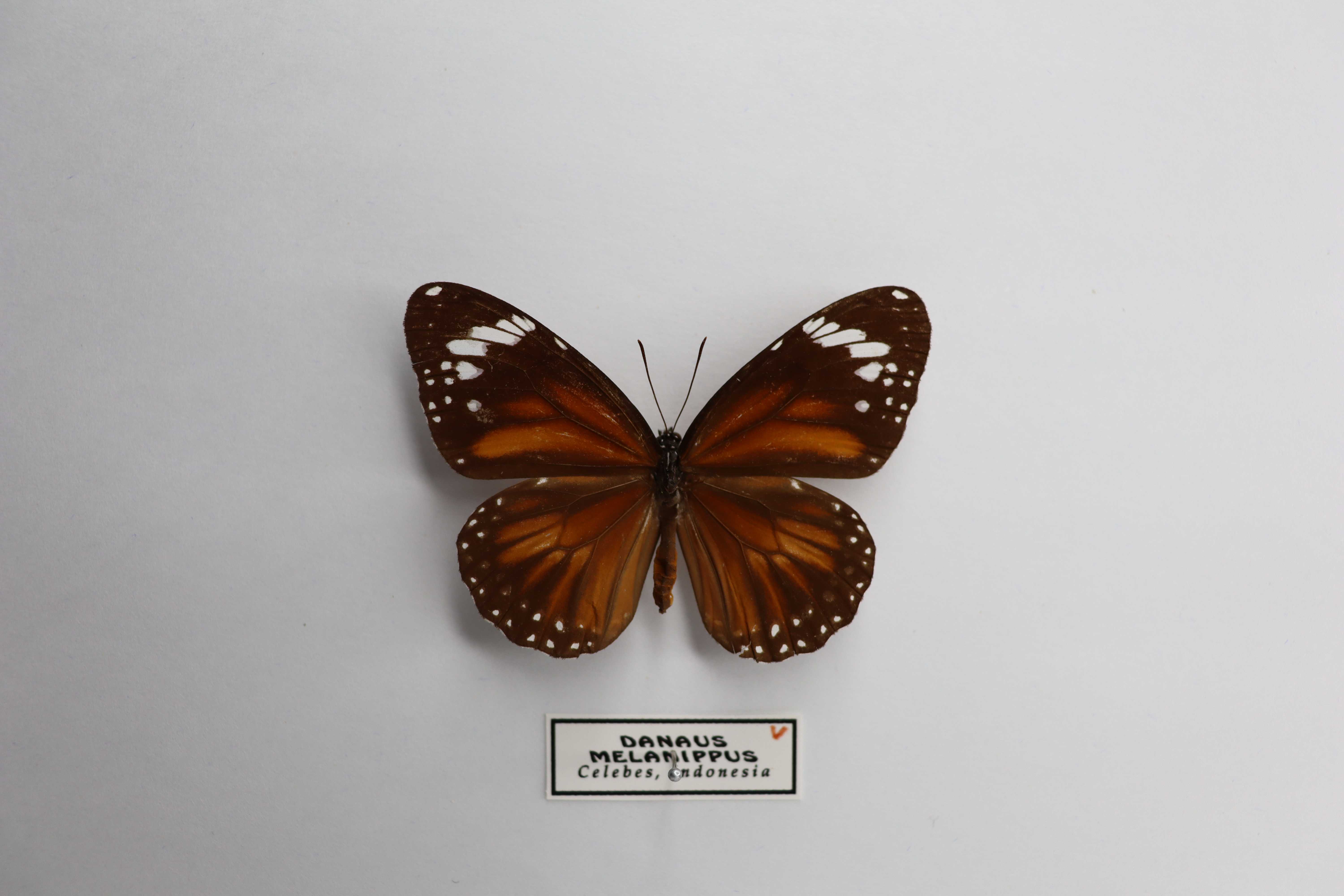 Danaus melanippus
