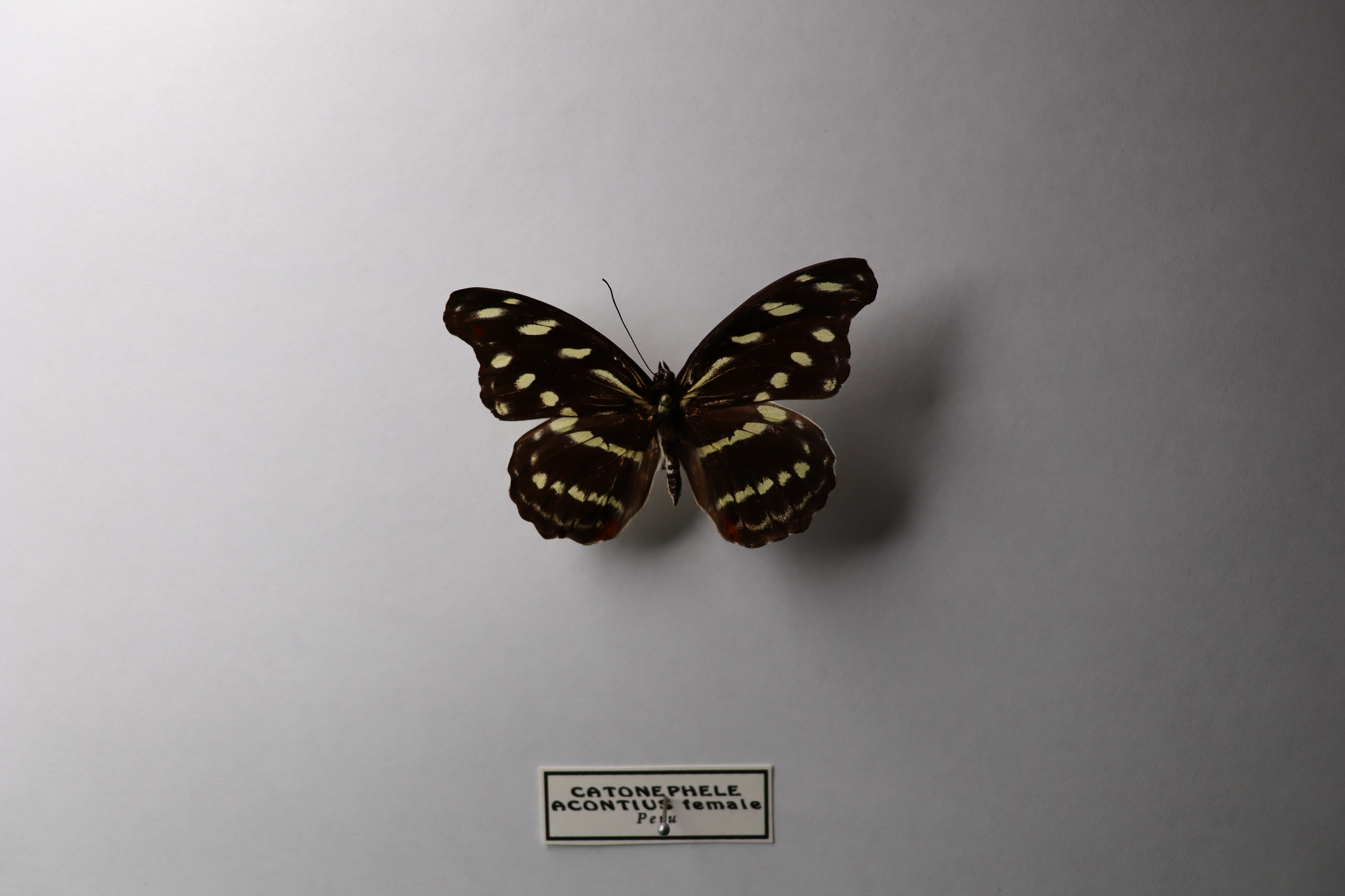 Catonephele acontius