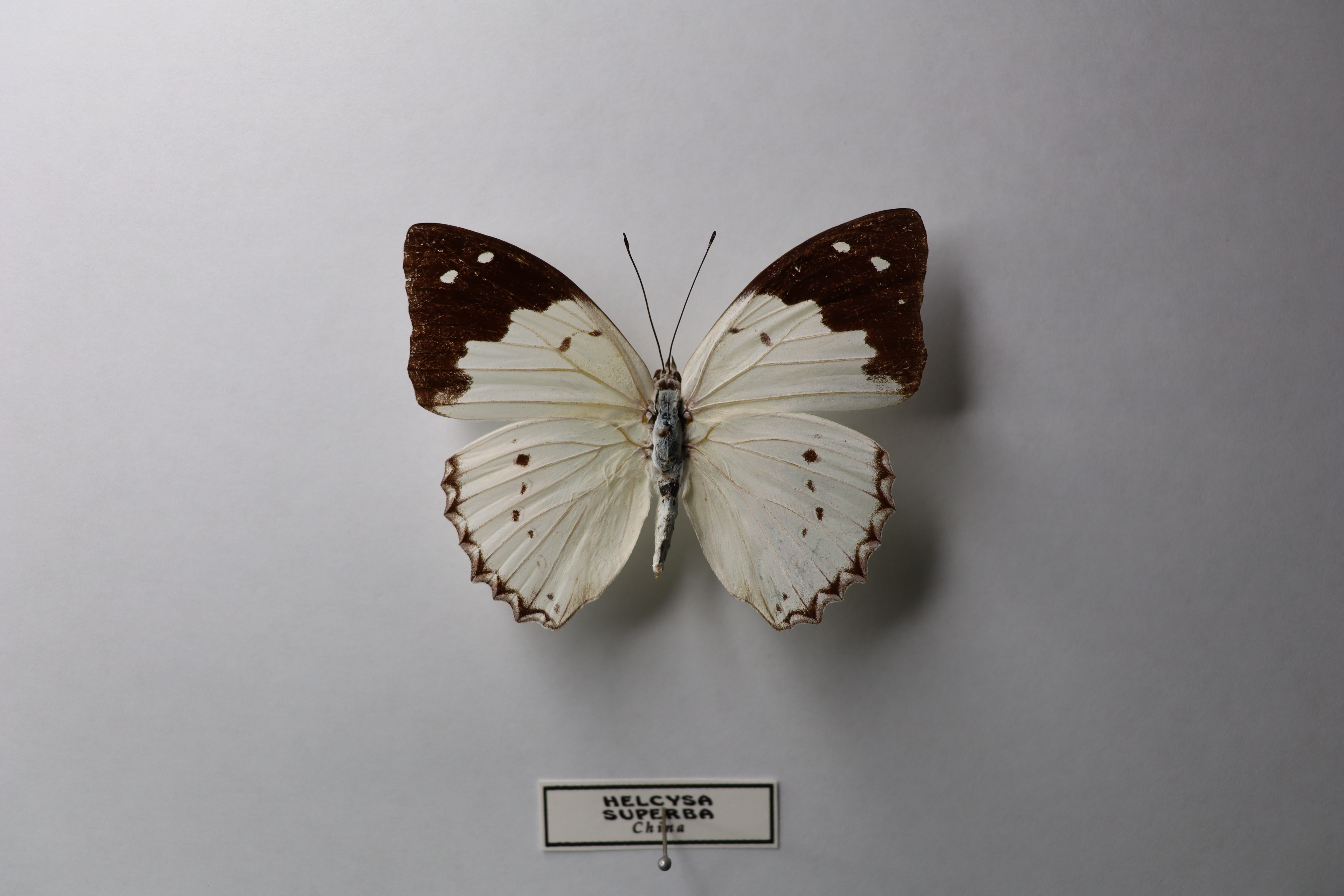 Helcyra superba(Великолепный император)