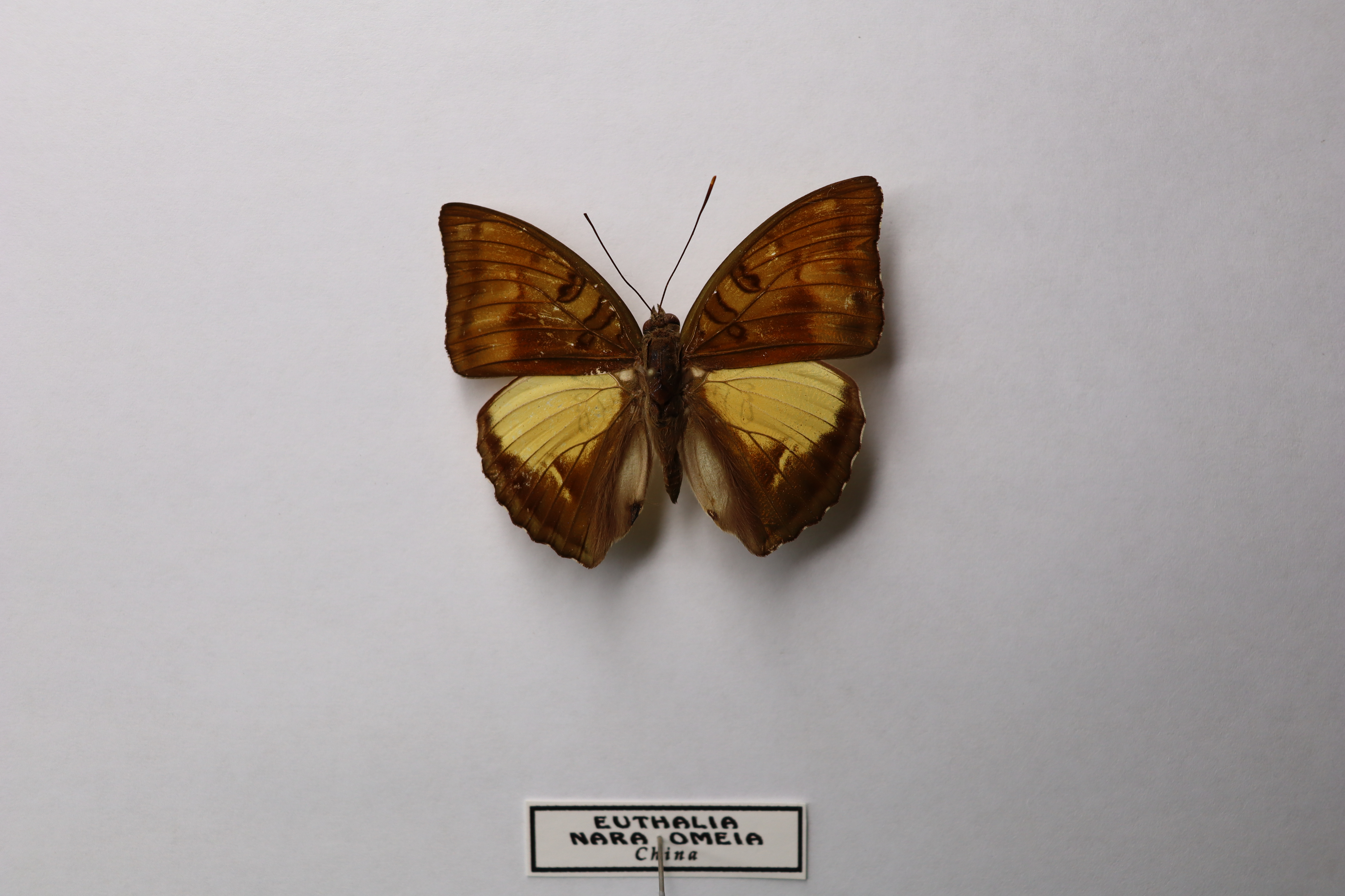 Euthalia nara omeia