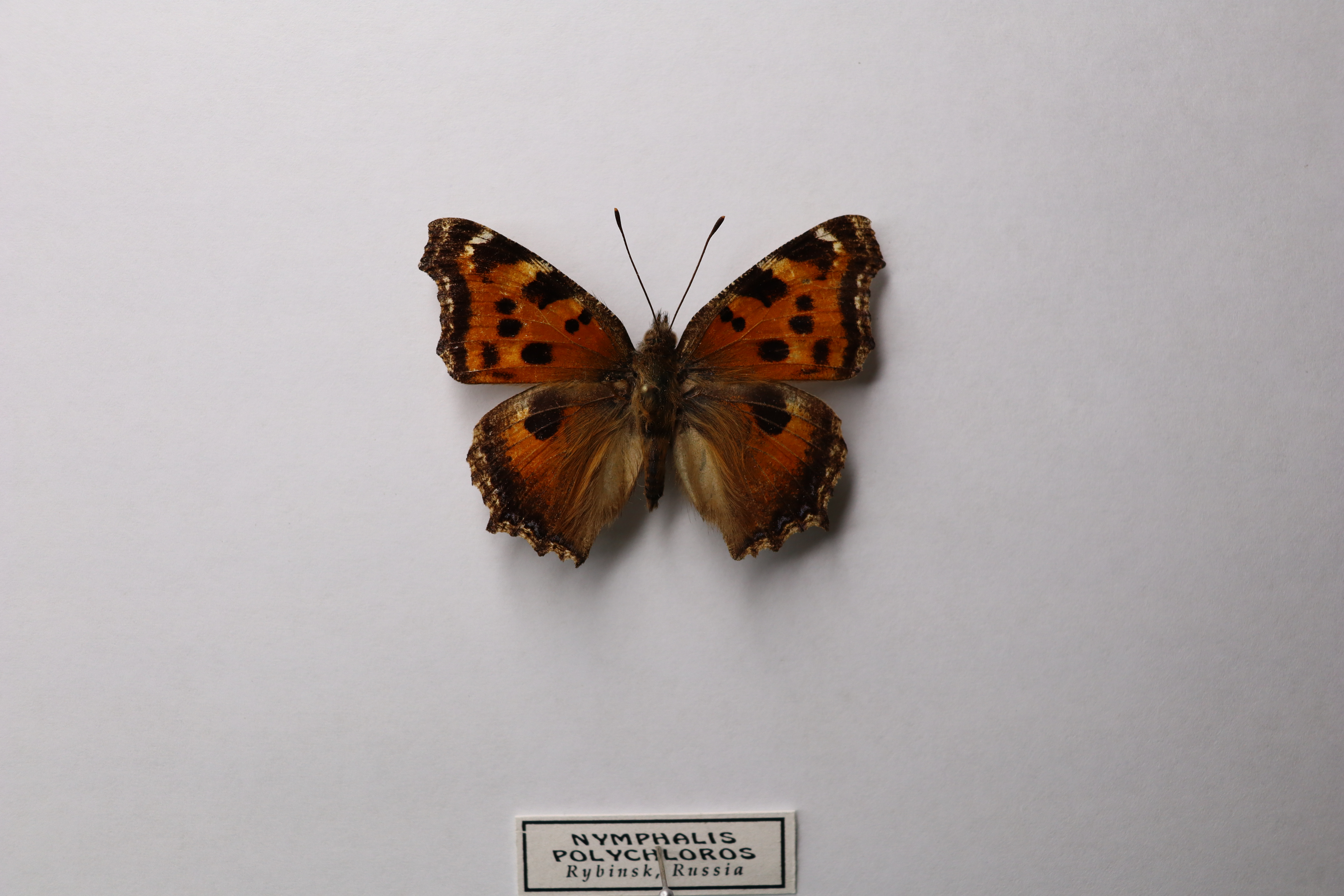 Nymphalis polychloros(Многоцветница обыкновенная) 