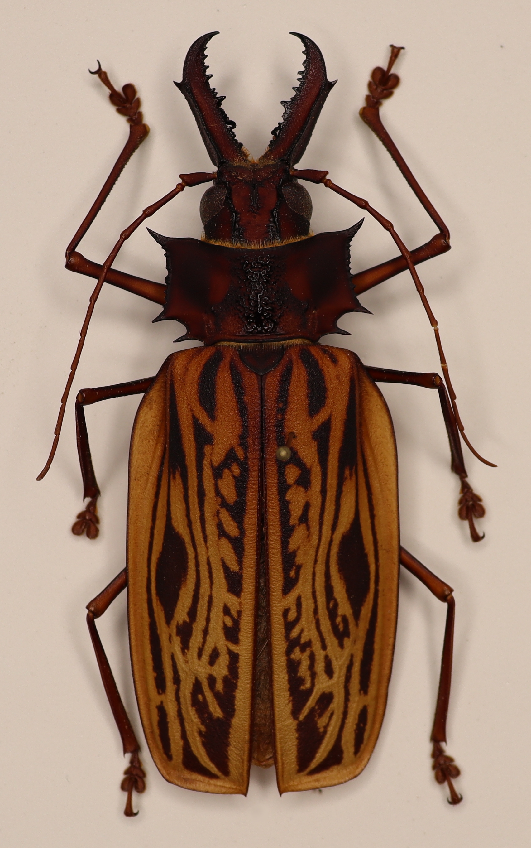 Macrodontia Cervicornis Brasilia