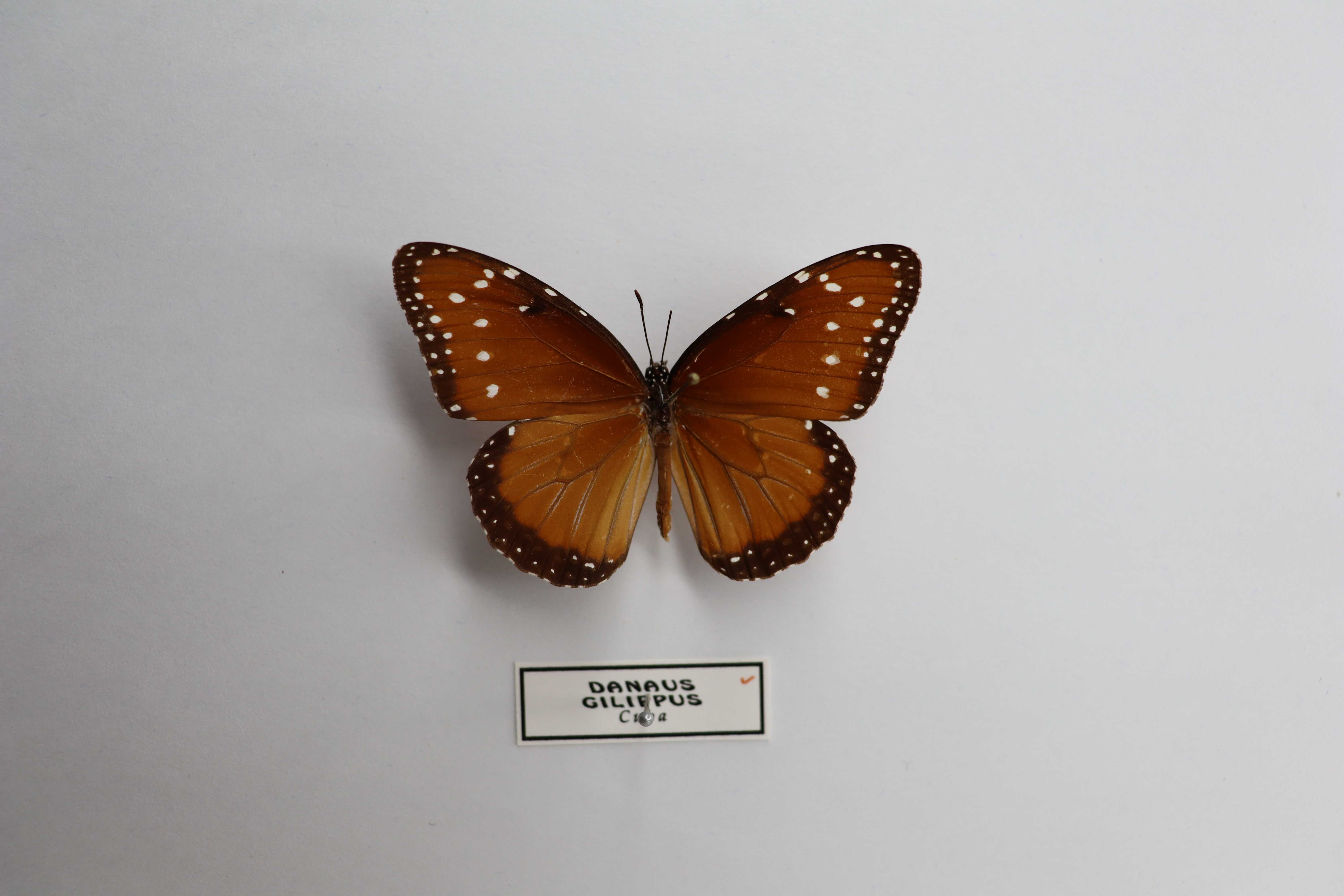 Danaus gilippus