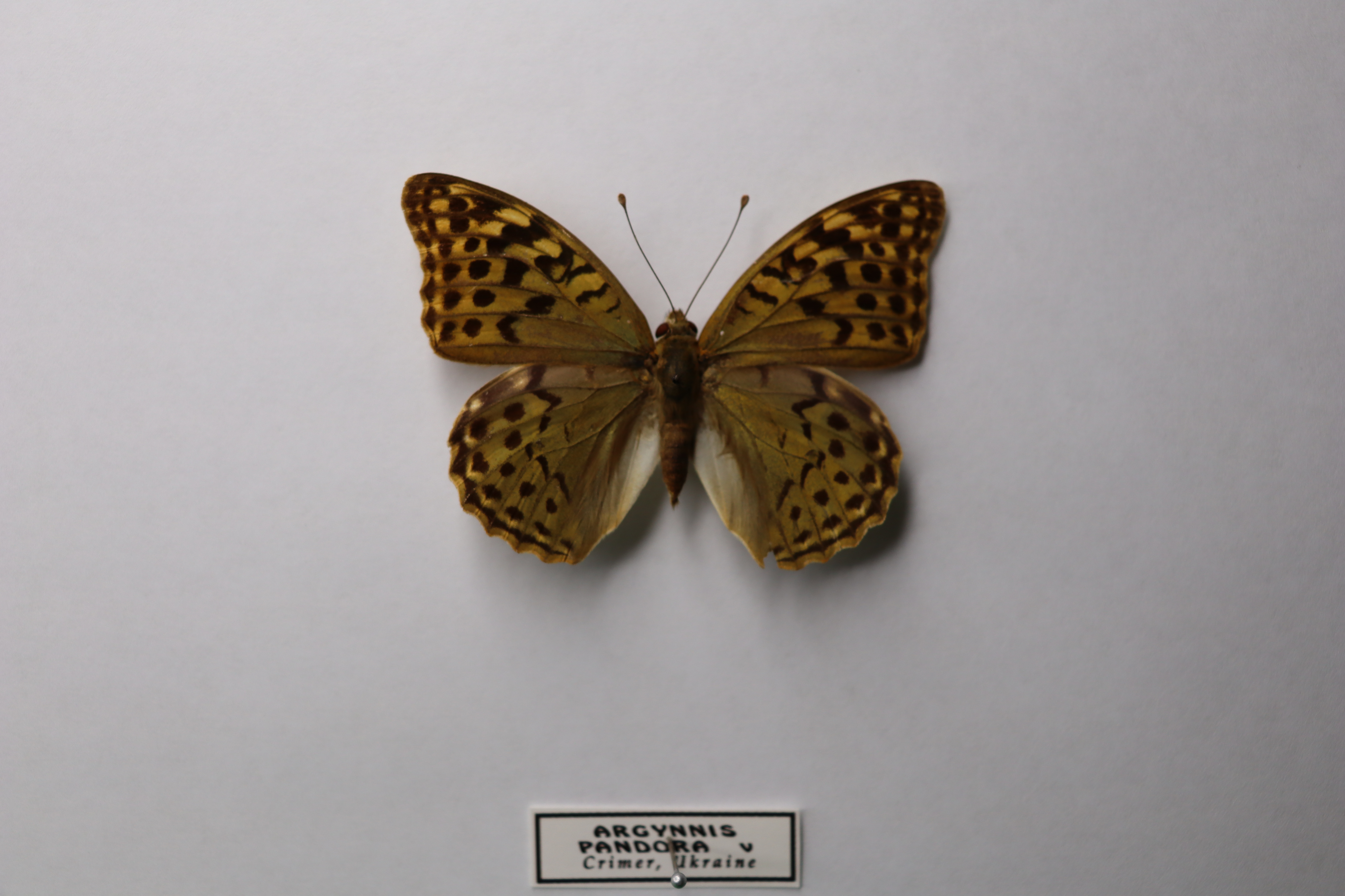 Перламутровка Пандора (Argynnis pandora)