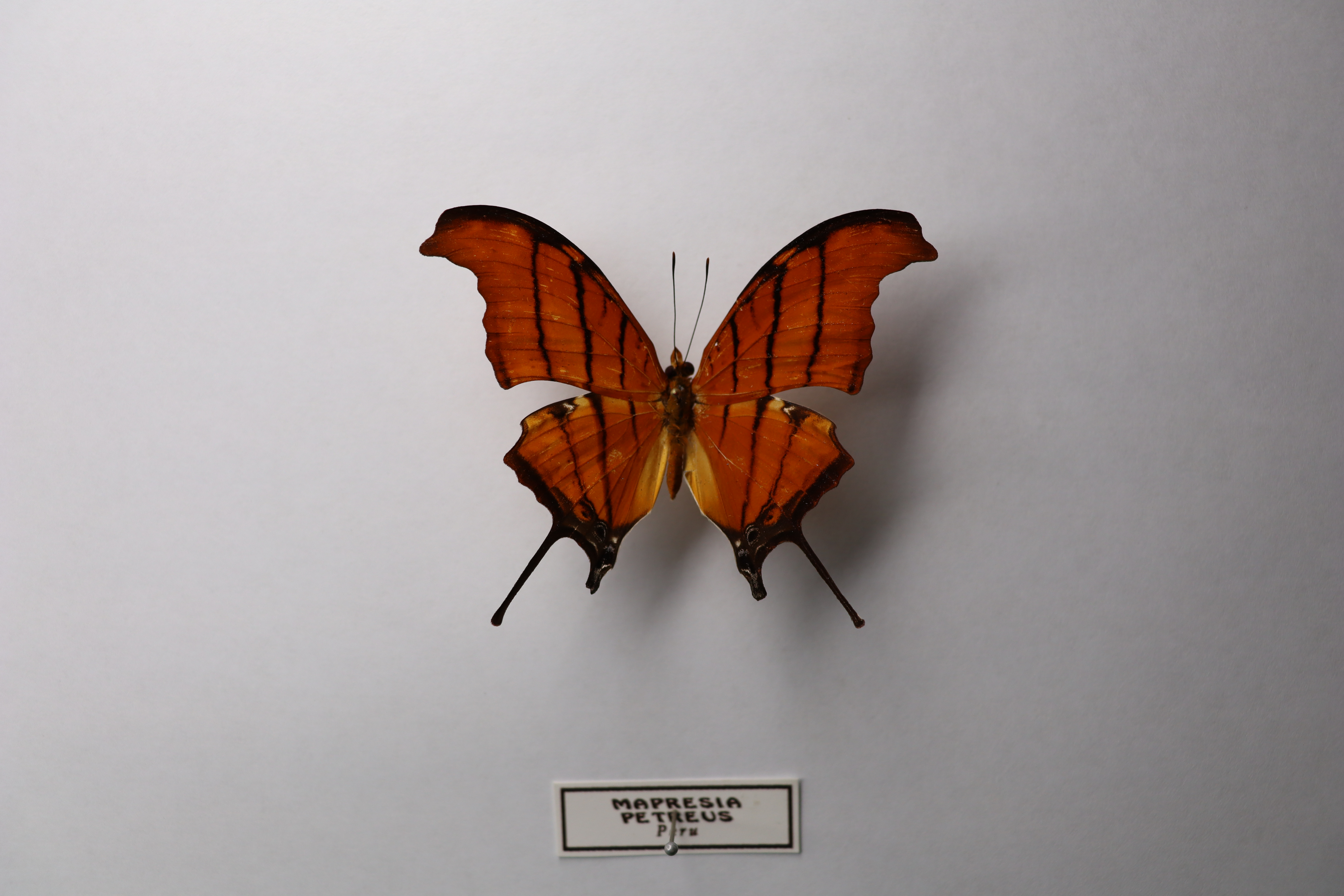 Marpesia petreus (Рыжий кинжалоносец)