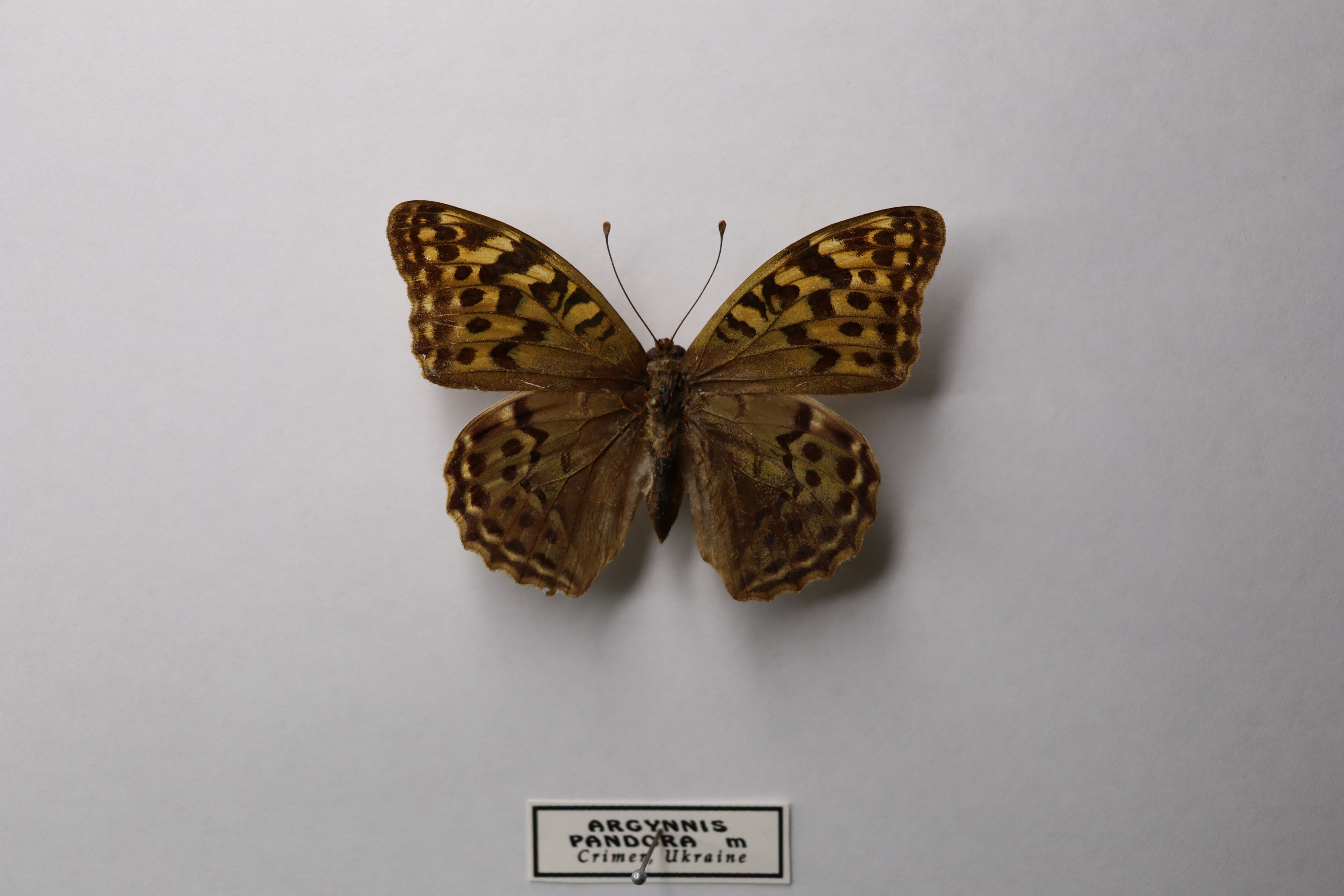 Перламутровка пандора (лат. Argynnis pandora) 