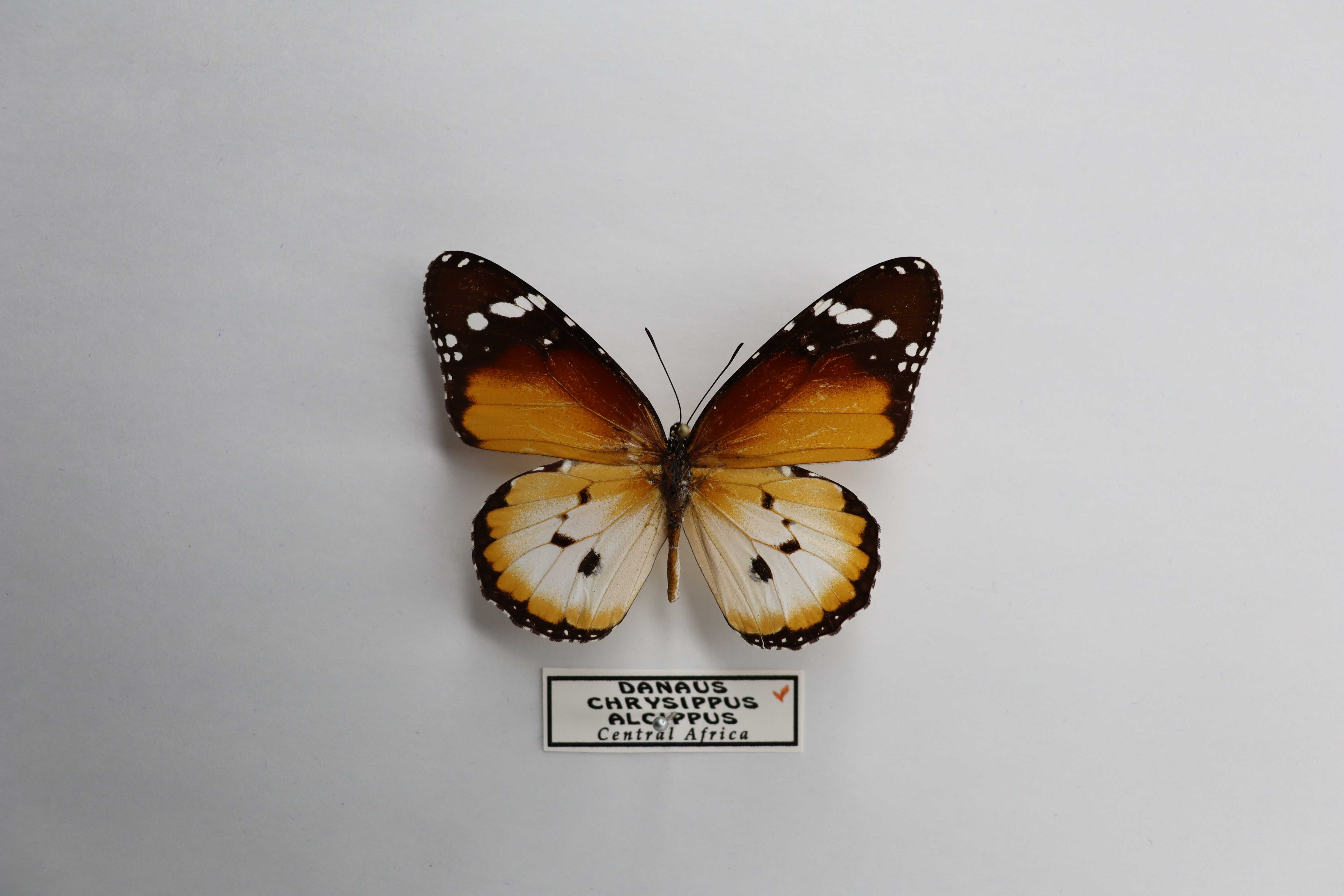 Danaus chrysippus alcippus