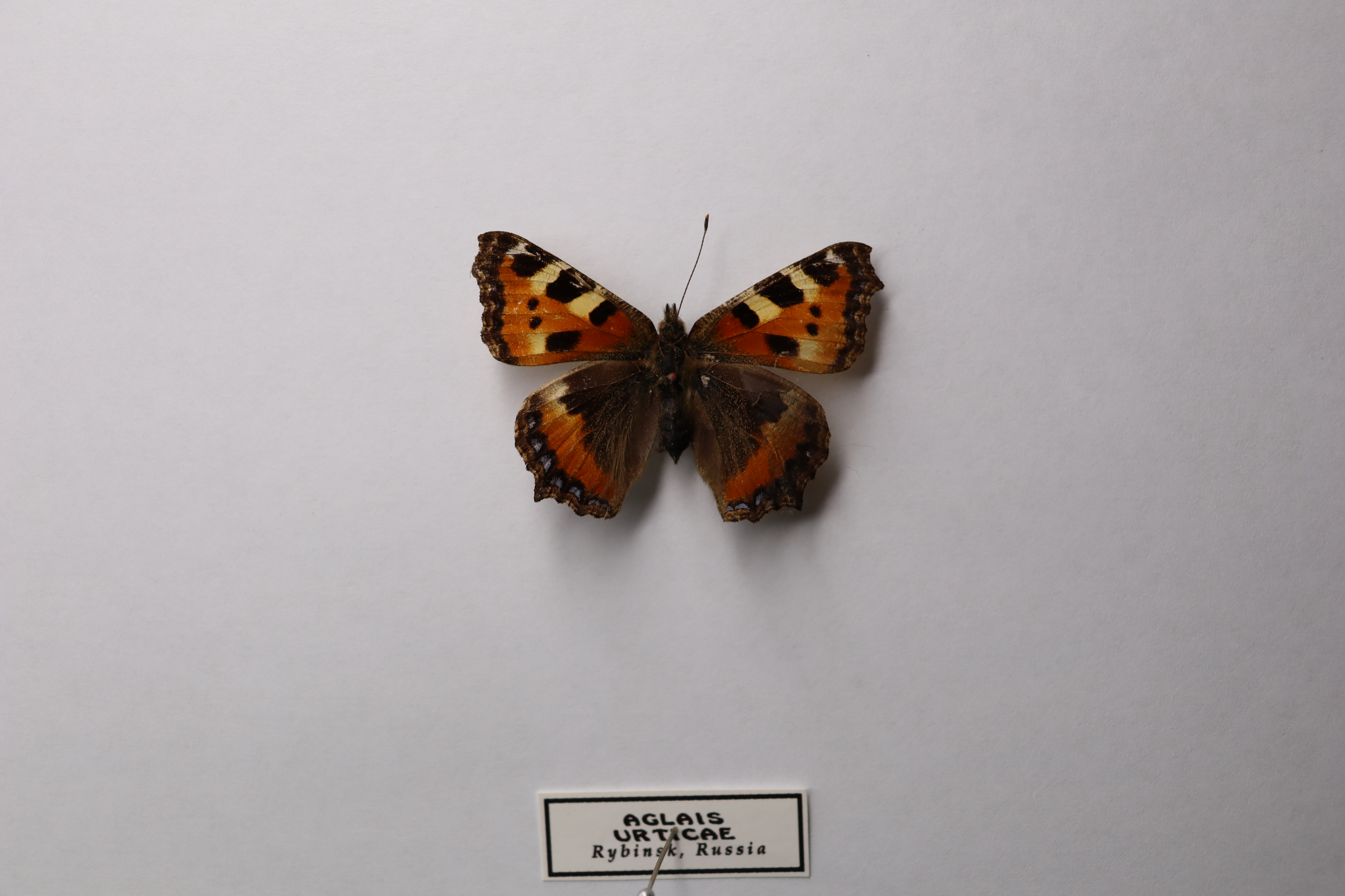 Aglais urticae (бабочка-крапивница) 