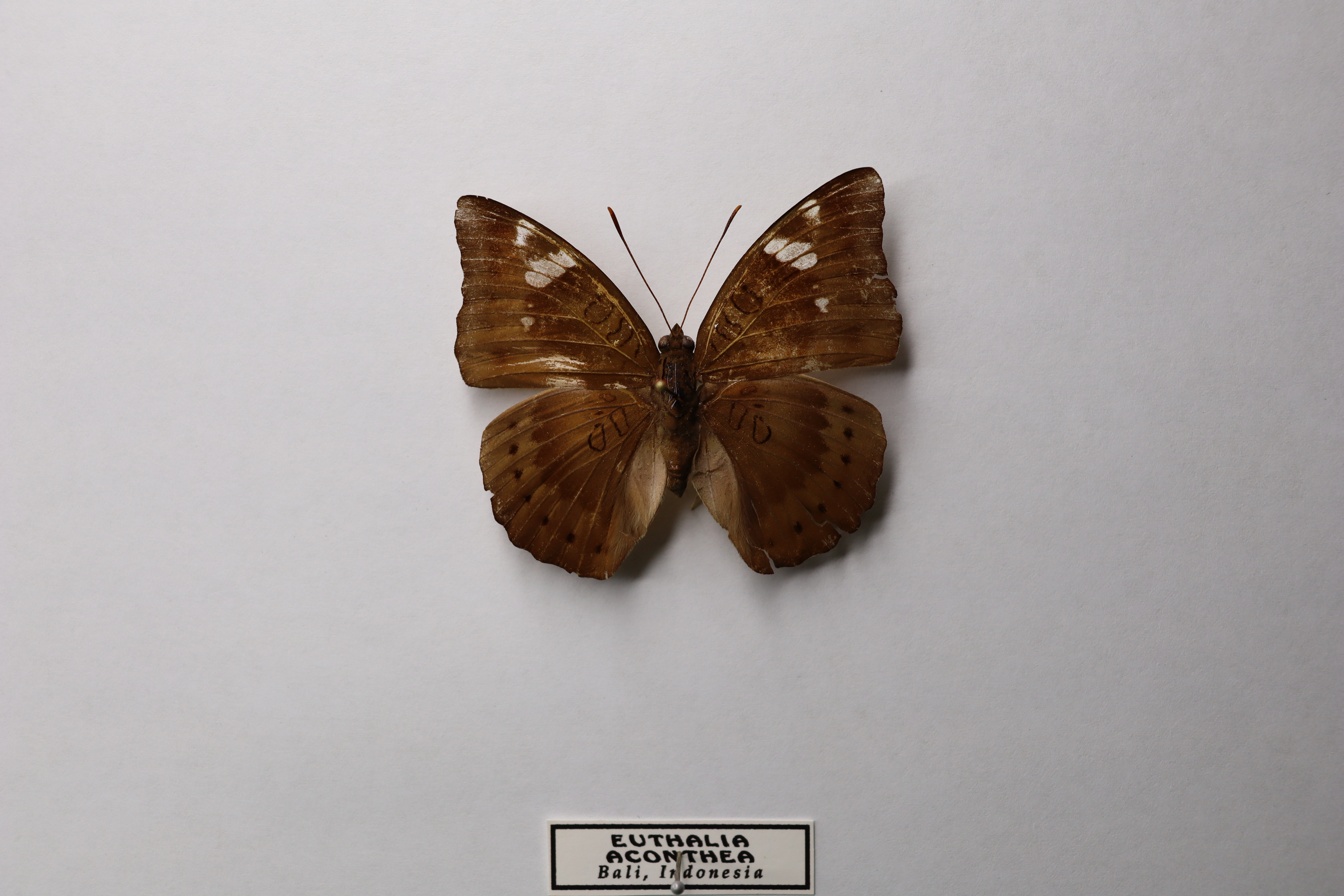 Euthalia aconthea 