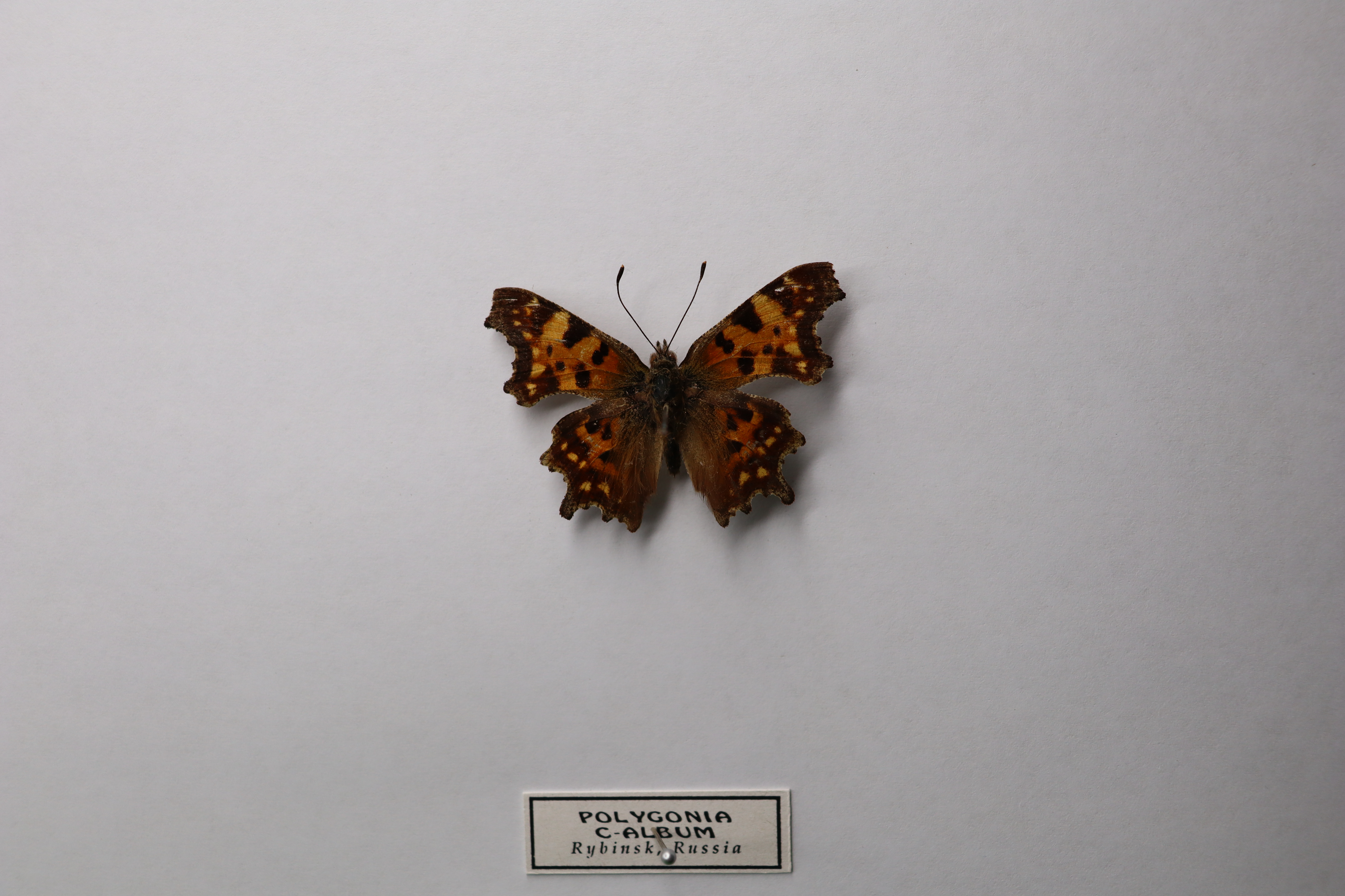 Polygonia 
