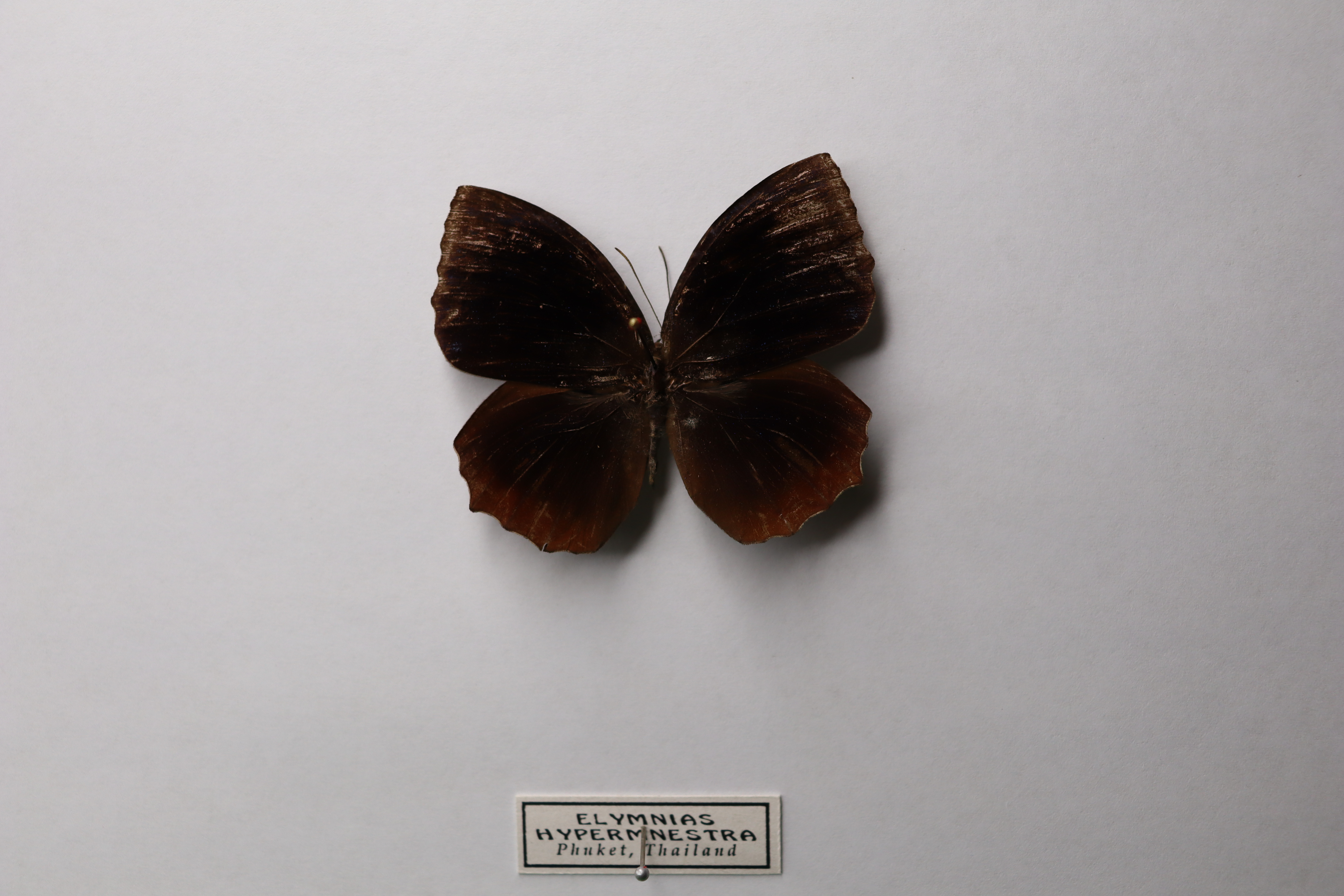Elymnias Hypermnestra