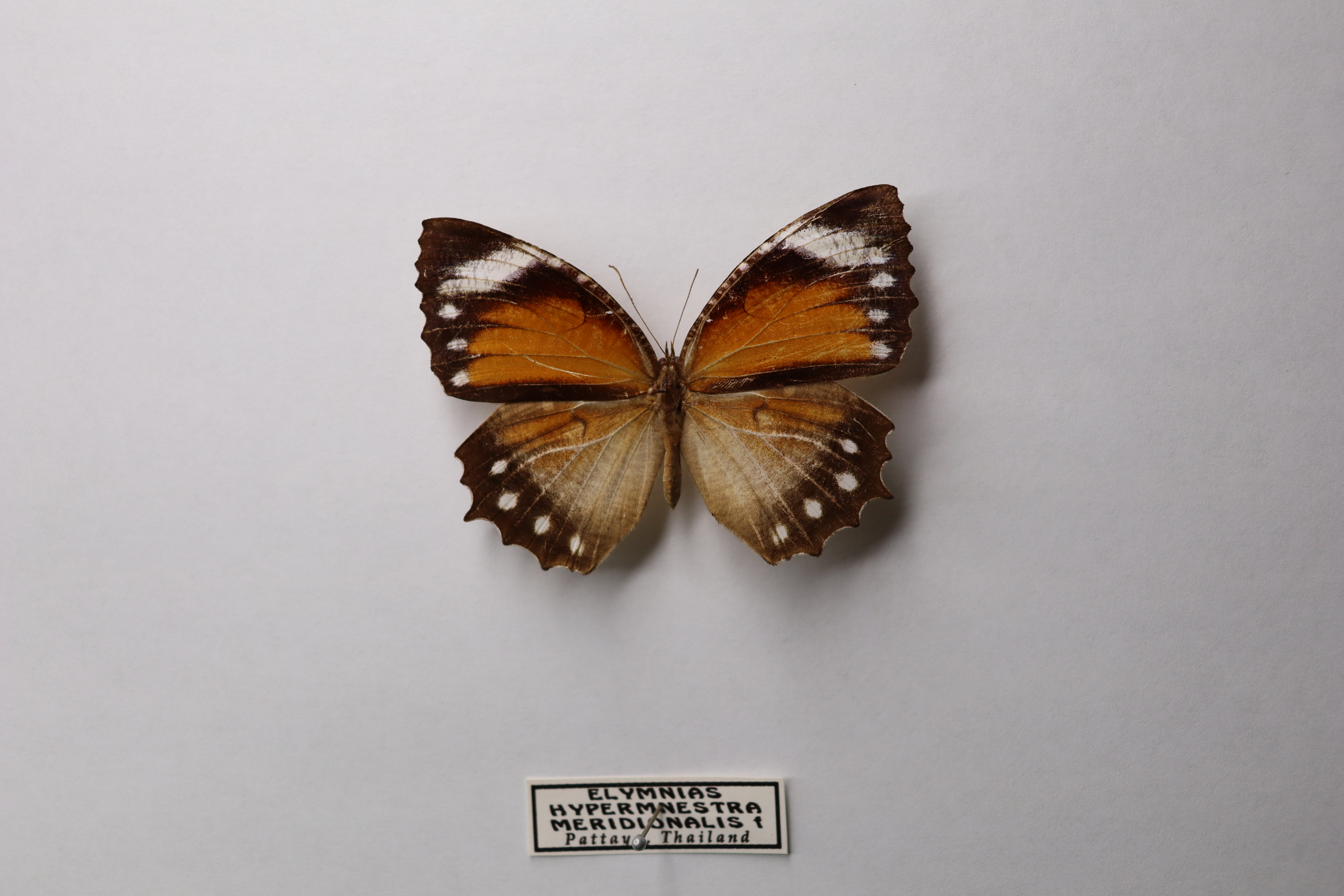 Elymnias Hypermnestra meridionalis Таиланд